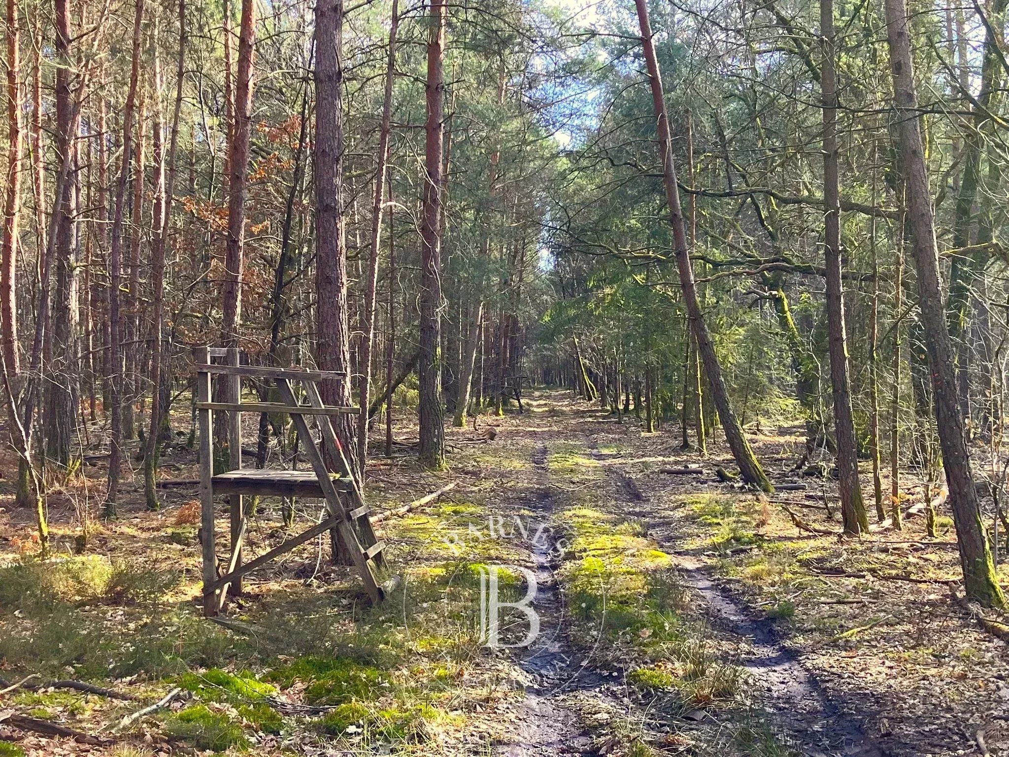 Propriété Lamotte-Beuvron  -  ref 86798537 (picture 1)