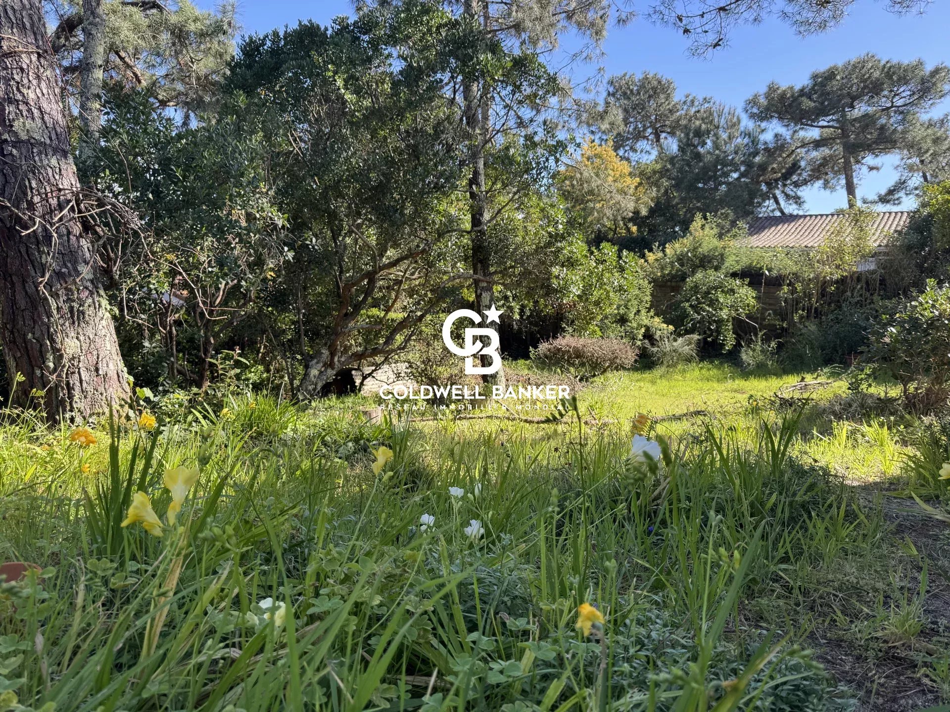 Agence immobilière de Silver Coast Int. Realty