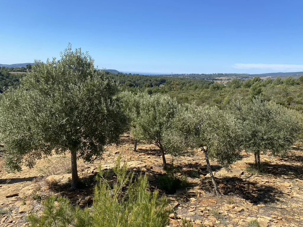 SUBLIME PROPRIÉTÉ OLEO-VITICOLE EN PROVENCE