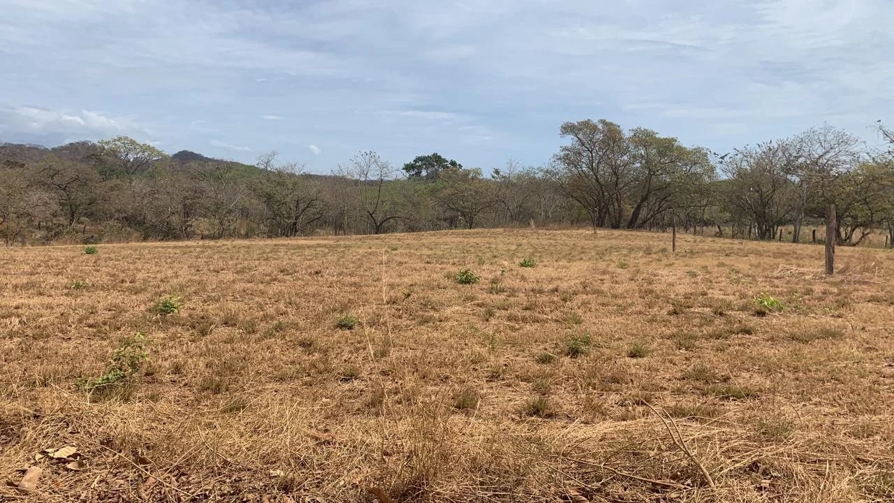 Excellente opportunité ! 5000 m2 à Avellanas, tout près de la plage.