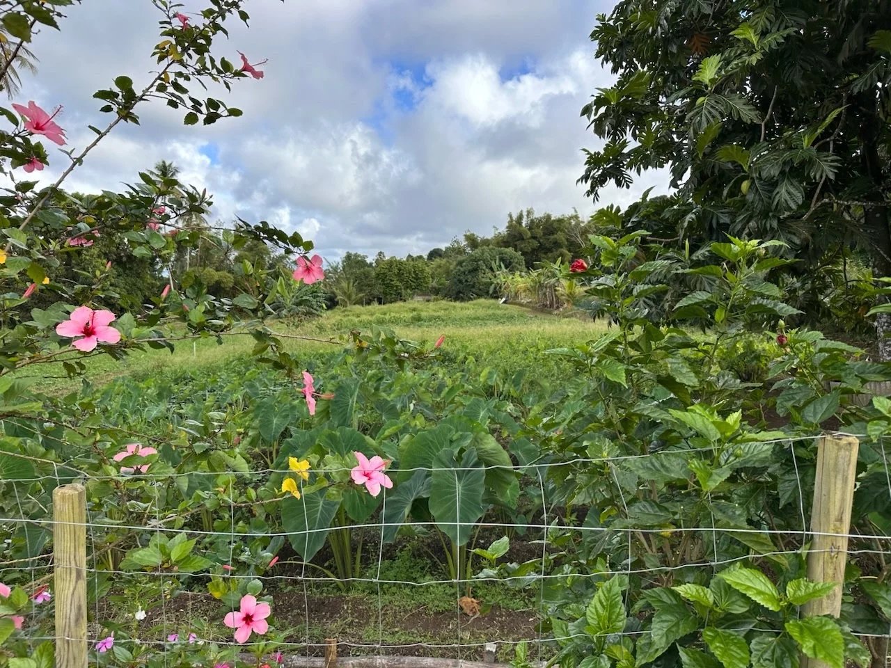 Basse-Pointe (97218), Beau terrain plat de 3251 m2