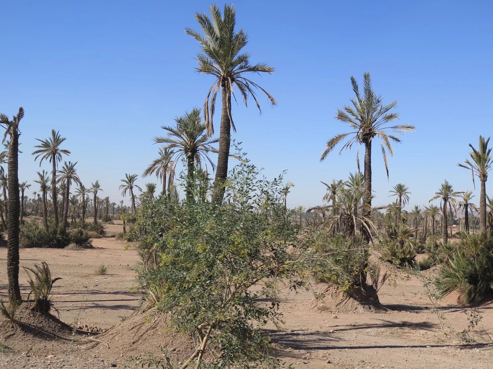 Sale Building land Marrakesh Palmeraie