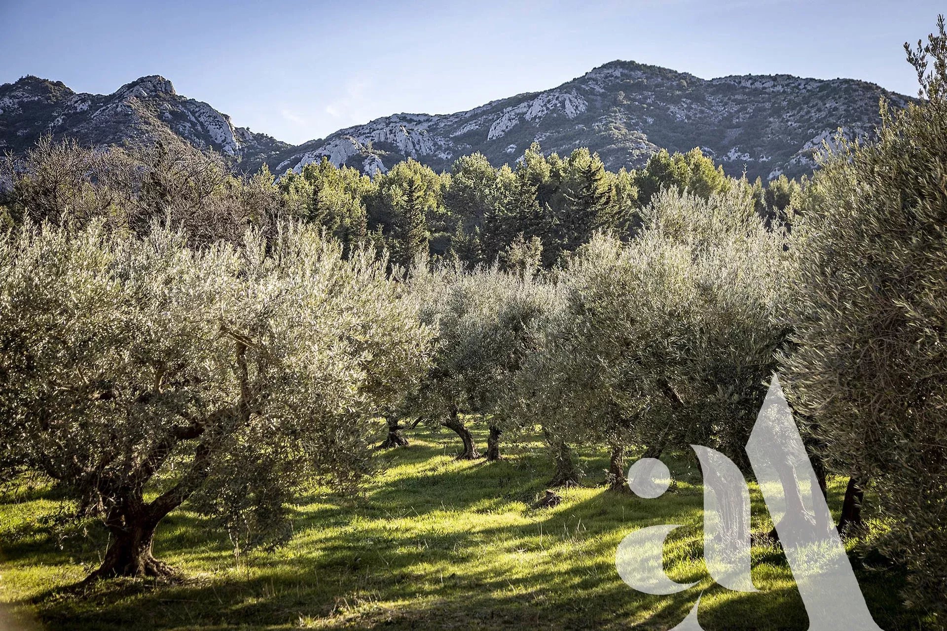 Oliviers Eygalières Alpilles