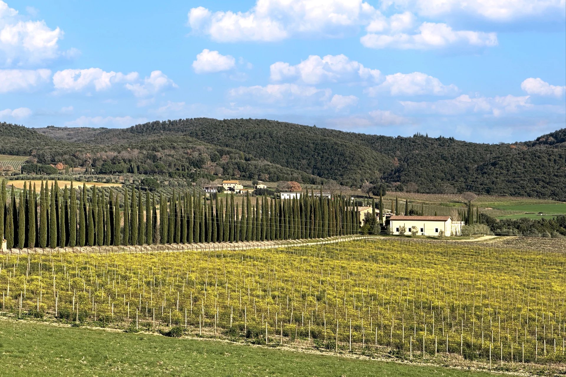  PICCOLA AZIENDA VITIVINICOLA CON 3,5 HA DI VIGNETO IN VENDITA A MONTALCINO, TOSCANA
