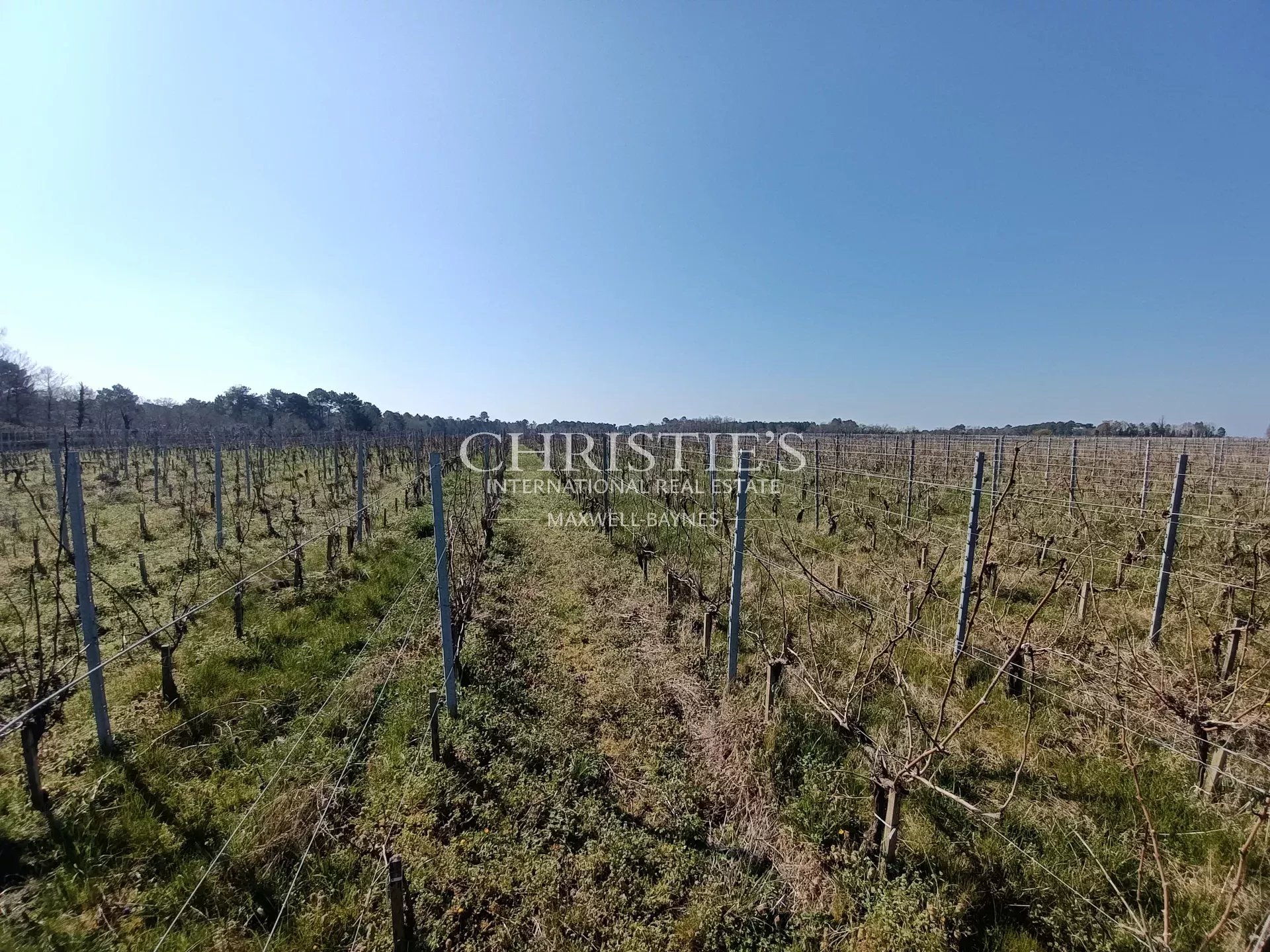 Vineyard's Image 7