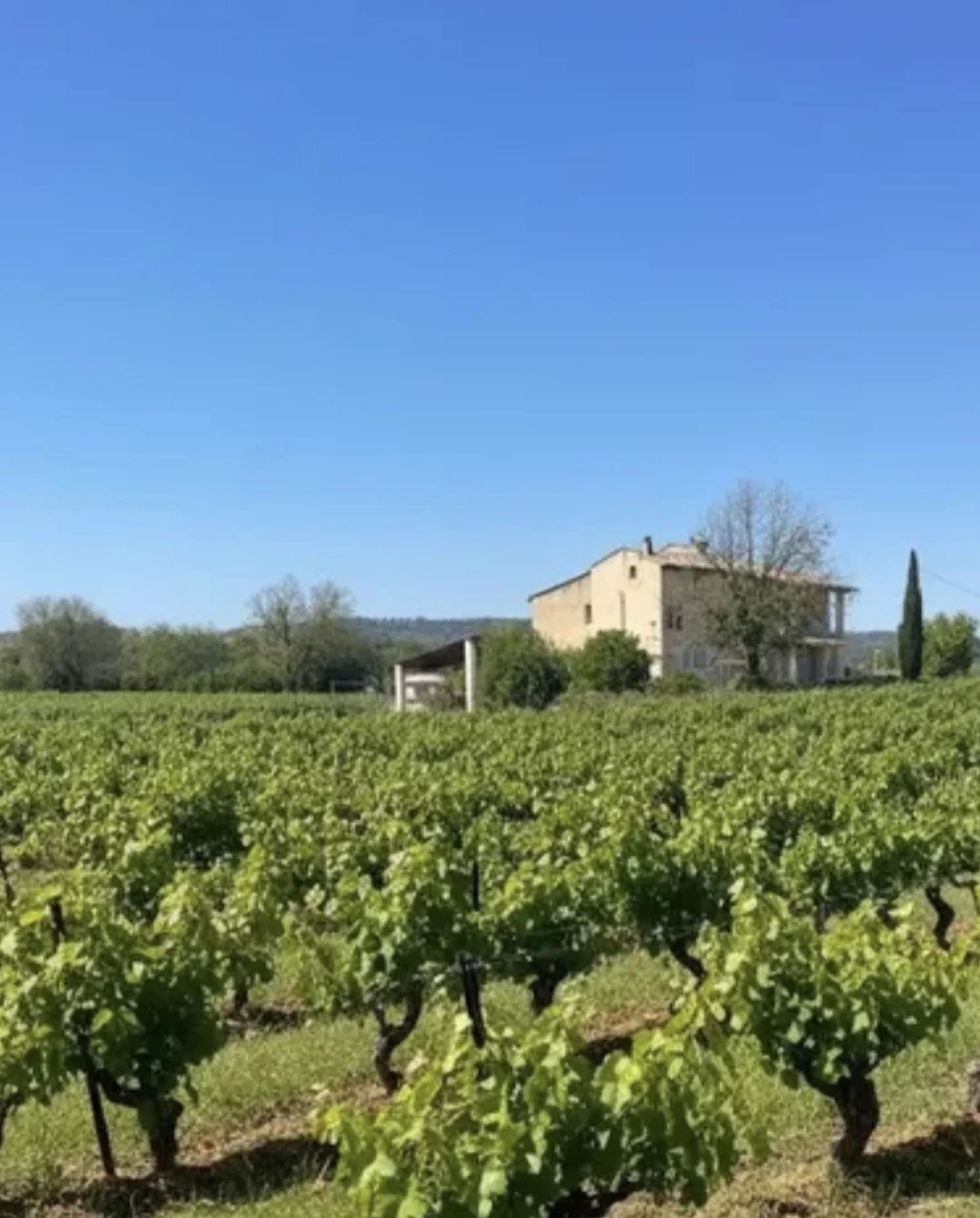 VINES PROPERTY FOR SALE IN COTIGNAC
