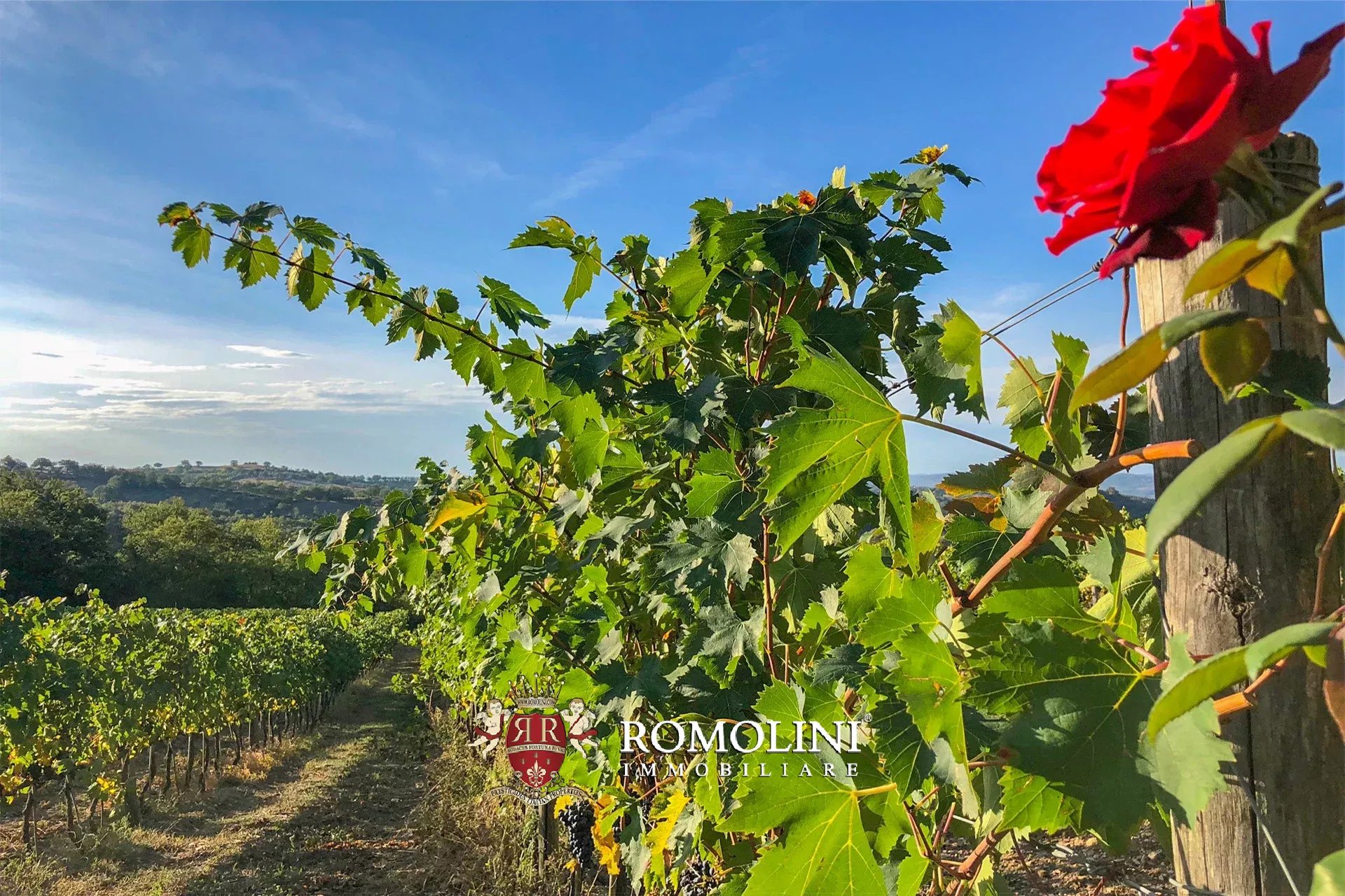 8 Bedroom Vineyard's Image 5
