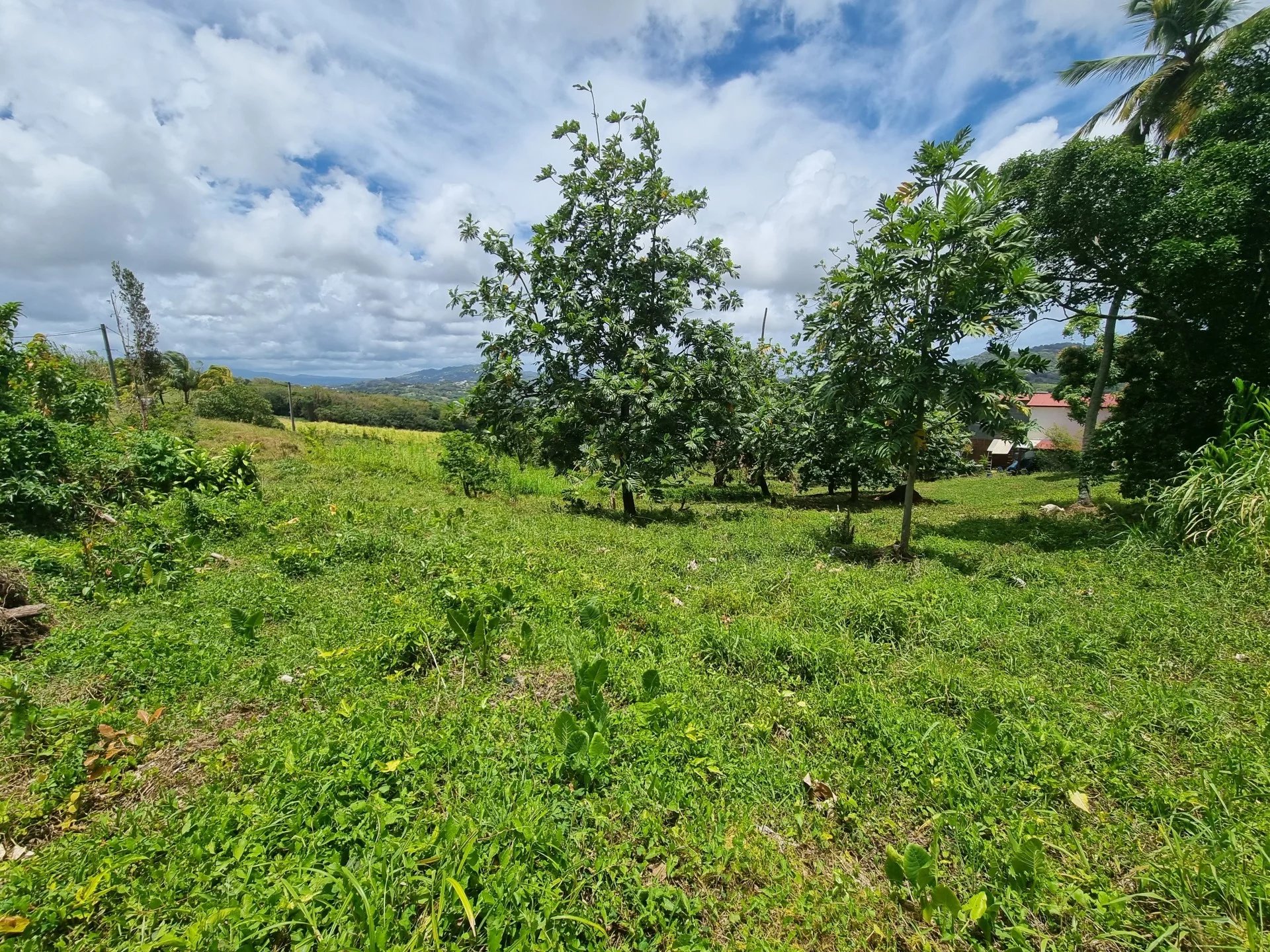 Vente Terrain Rivière-Salée