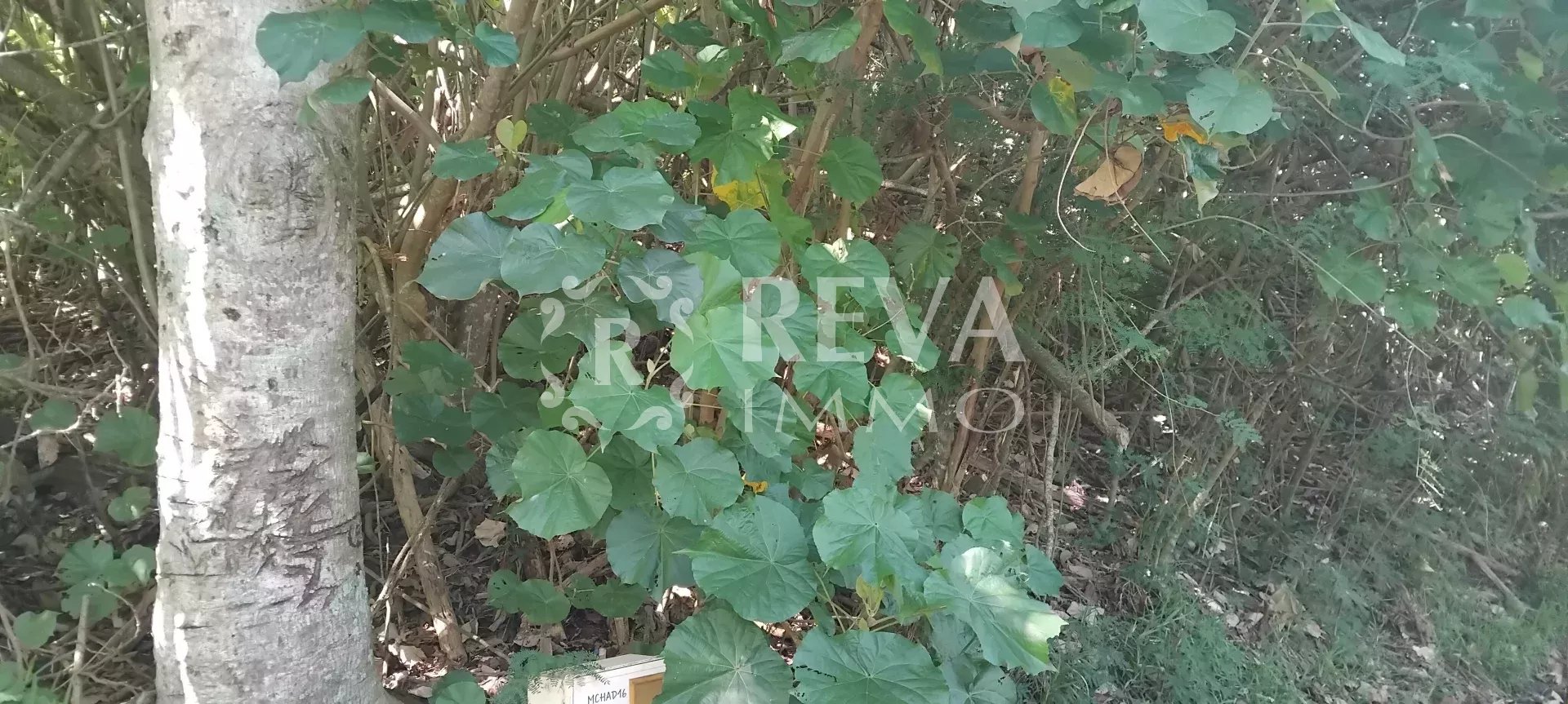 Vente Terrain Paopao