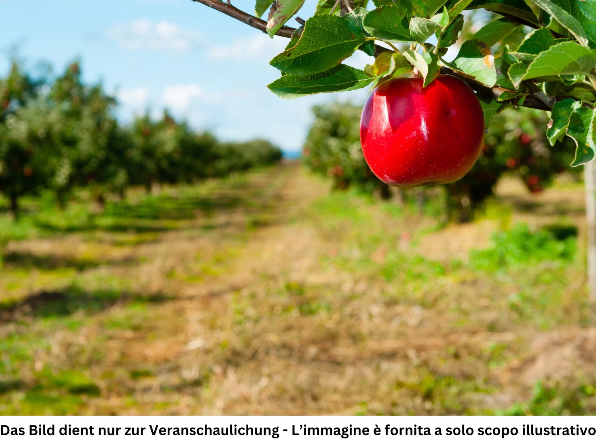 Verkauf Agricultural land Terlan