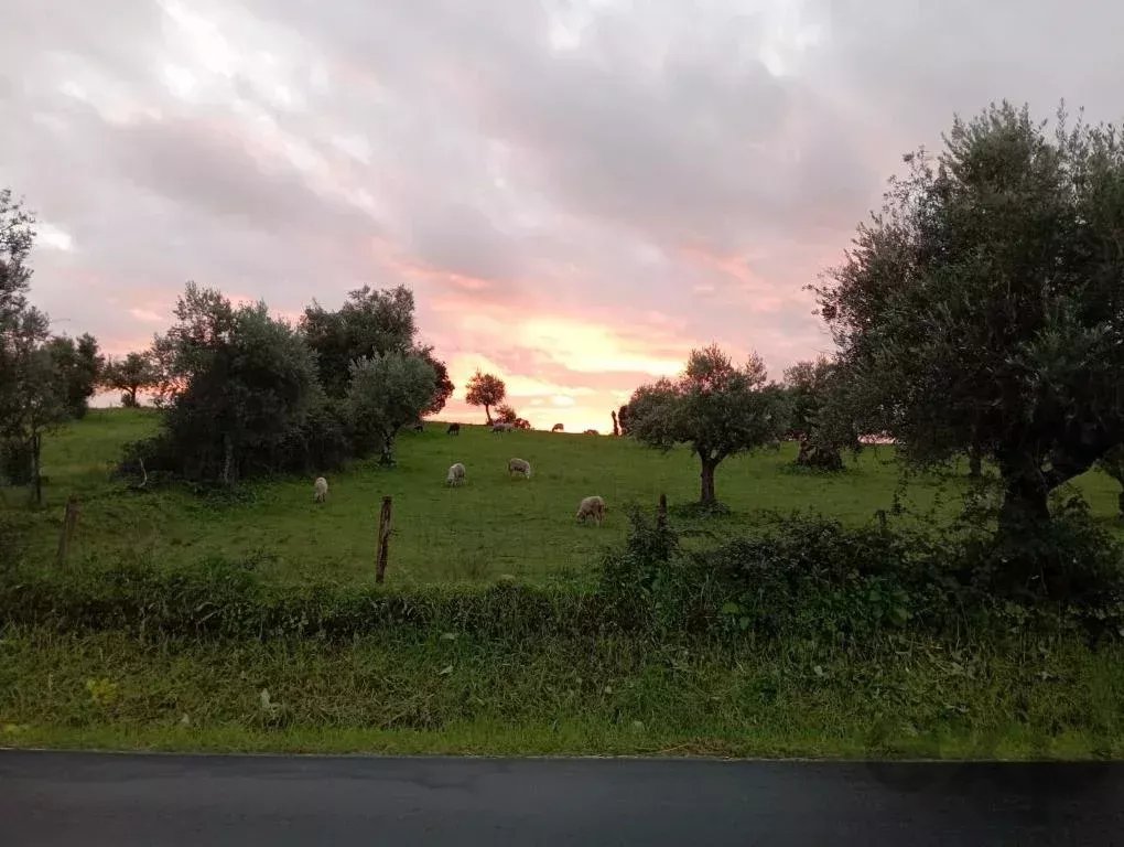 5-Bedroom Villa (2 x 3-Bedroom + 1 x 2-Bedroom Units) 86873882 image 59