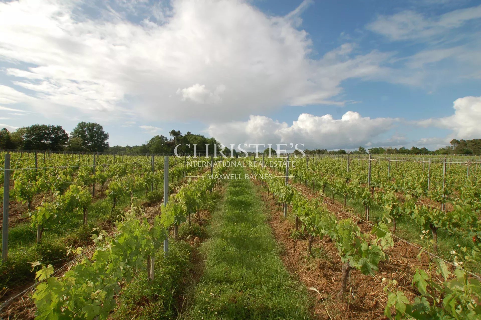 Vineyard's Image 10