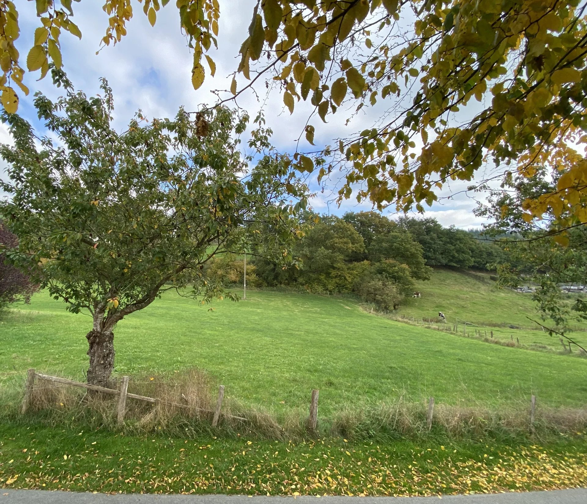 GrundstückBurg-Reuland