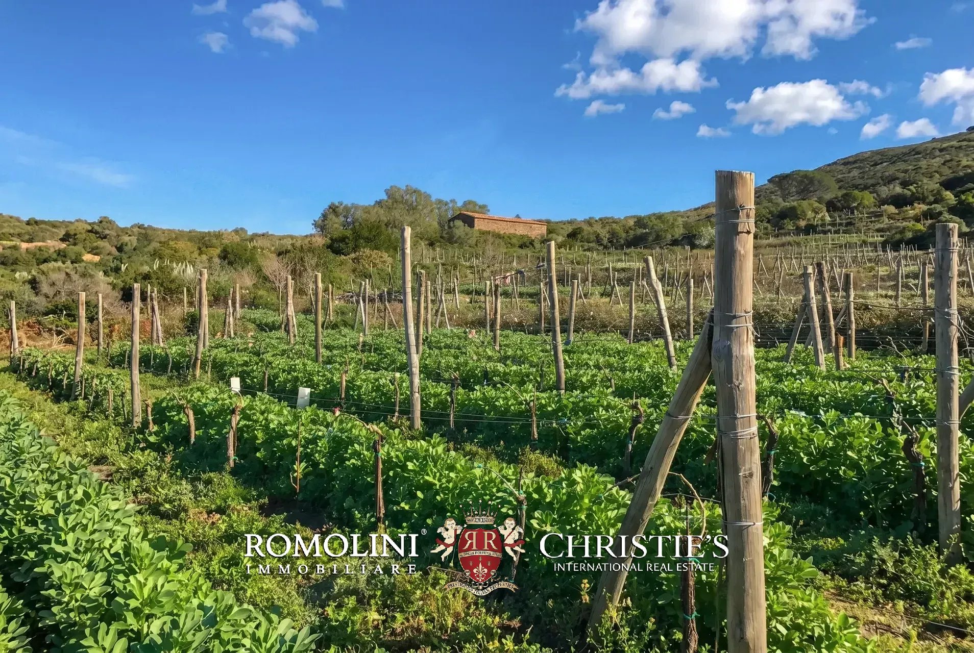 Vineyard's Image 47