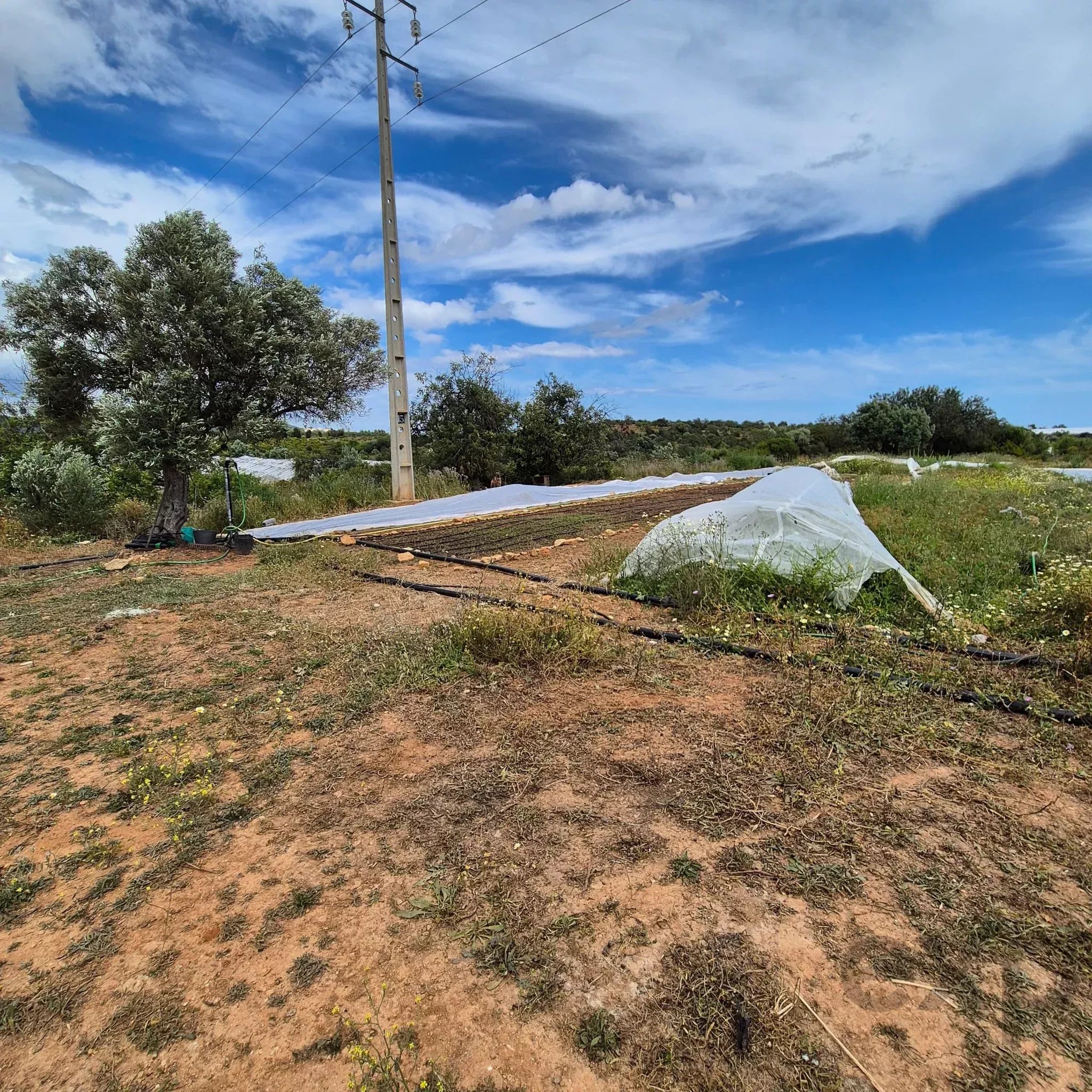 Rustic Land in Vale da Mó – Faro | 16,170 m² 86940753 image 3
