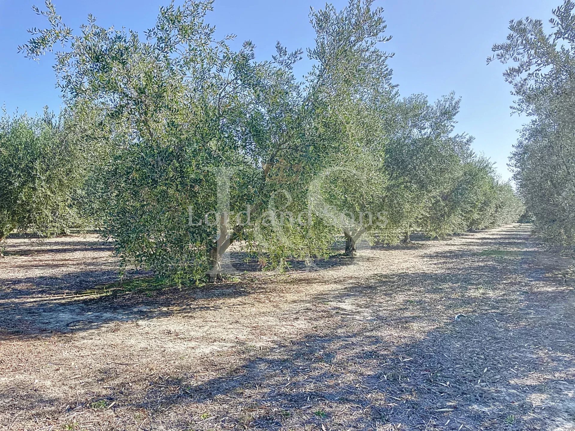 Vente Mas Saint-Rémy-de-Provence