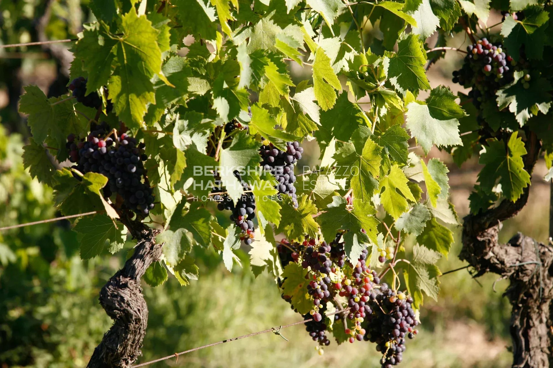 Продажа Винодельческое поместье Montescudaio