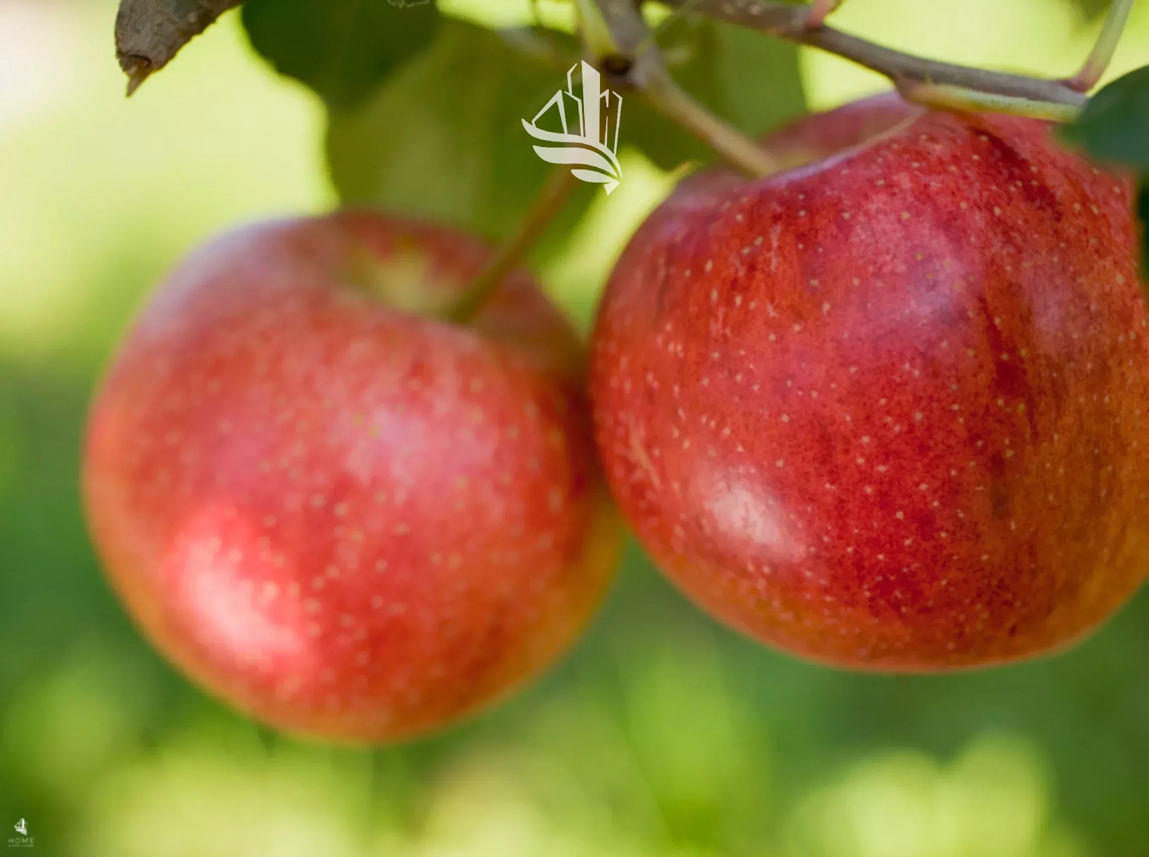 Auer: Bio-Obstwiese