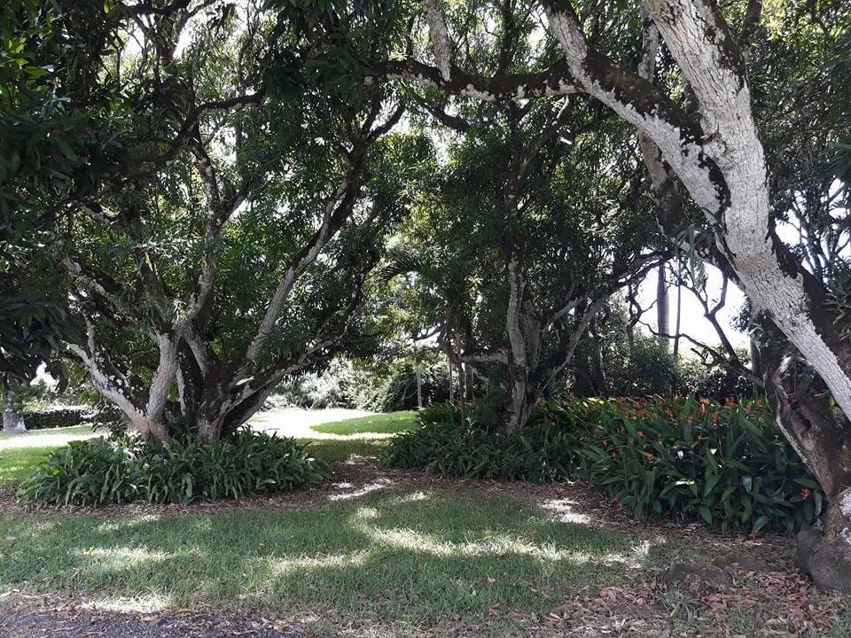 Ev Mapou - picture 5