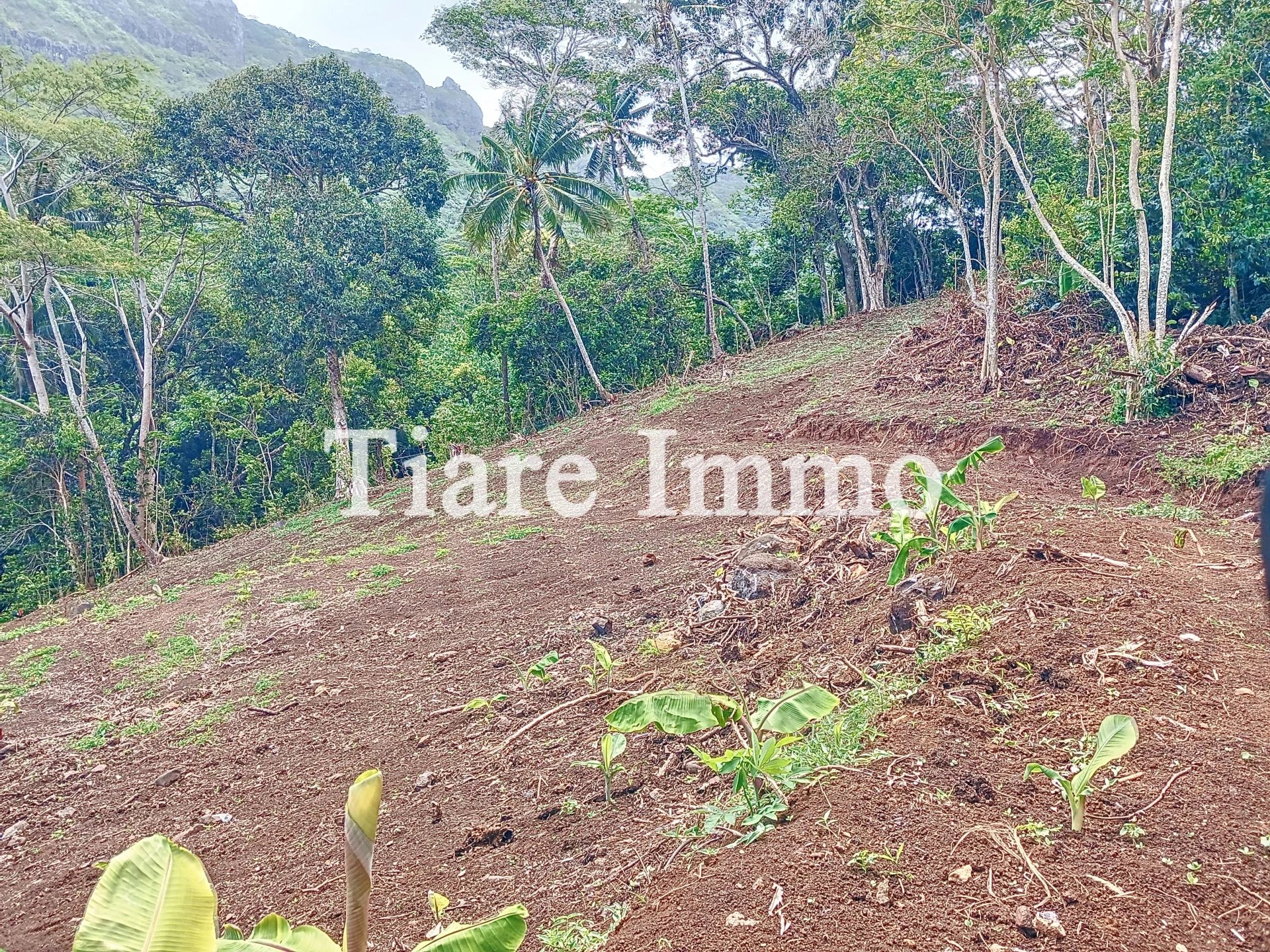 Vente Terrain Moorea-Maiao