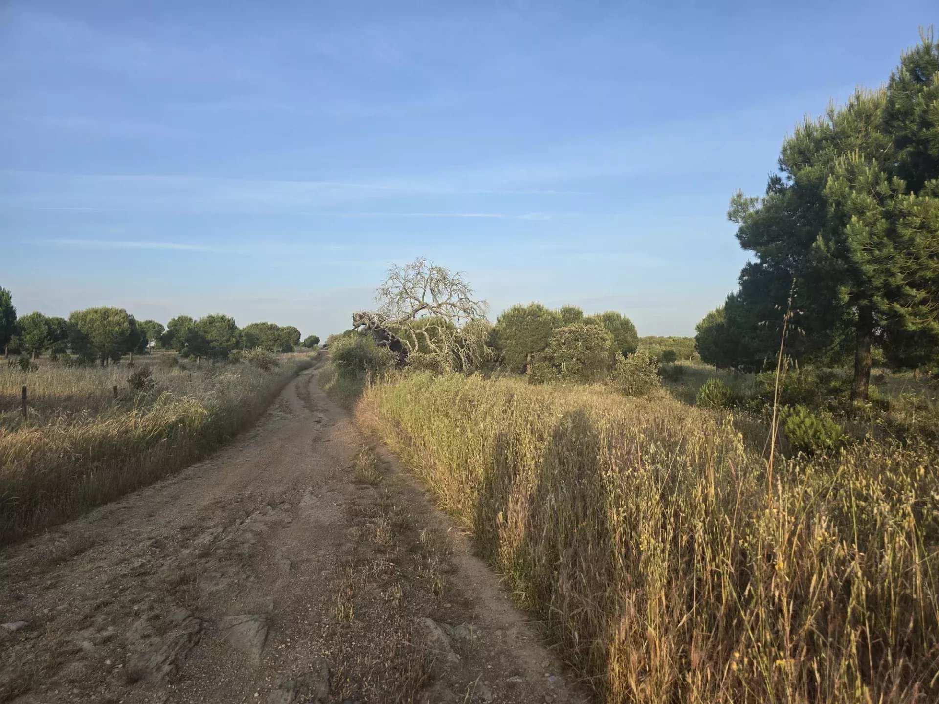 Baixo Alentejo - 55.9 ha of Freedom and Potential in Baixo Alentejo 85975961 image 1