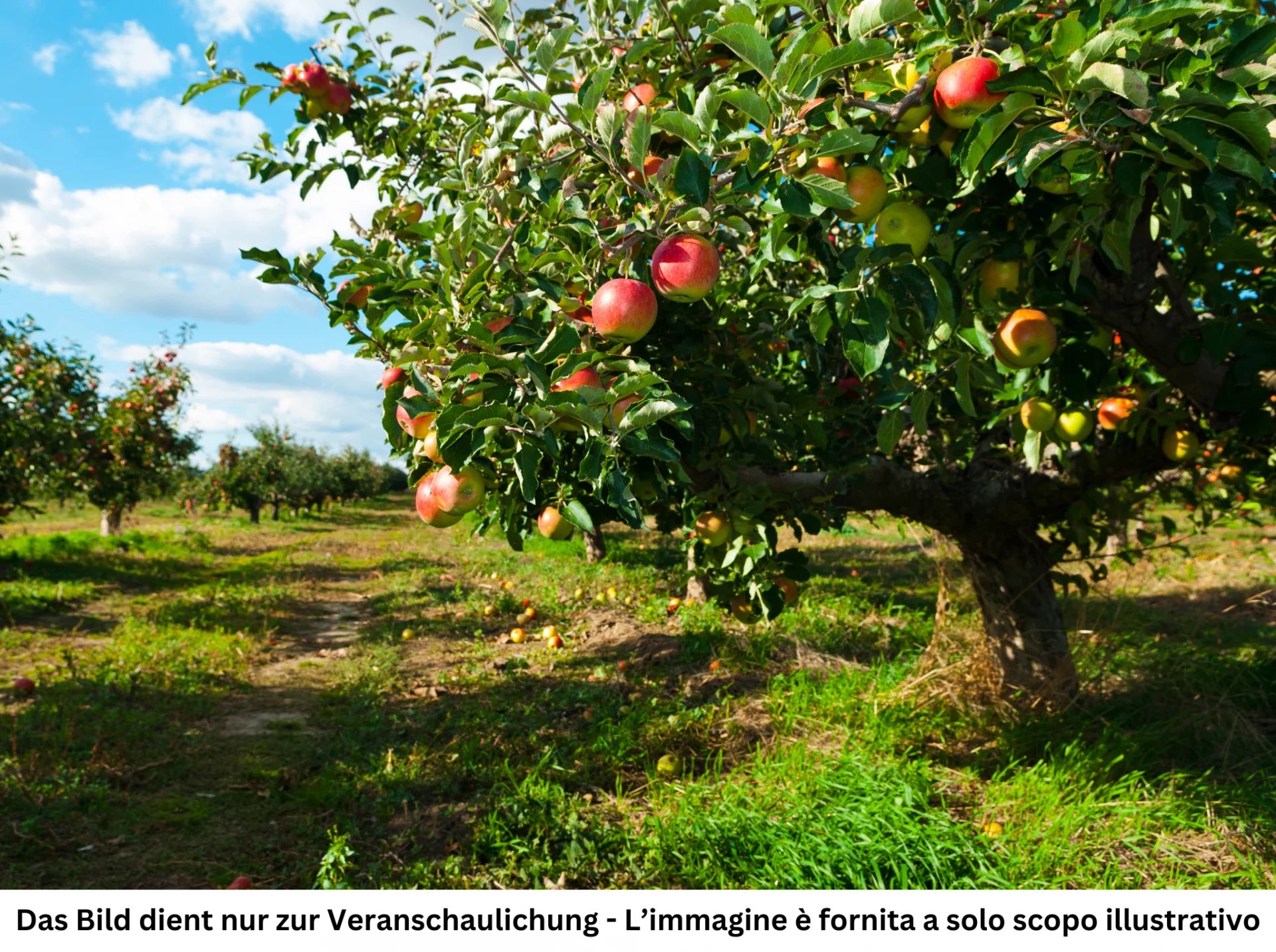 Vendita Terreno agricolo Andriano