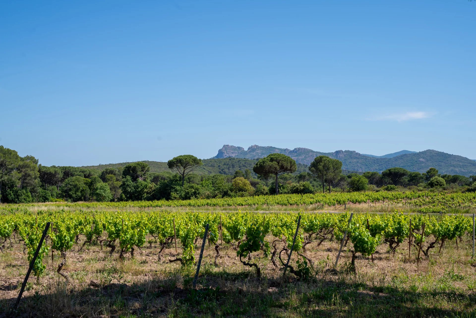 Sale Vineyard property La Motte