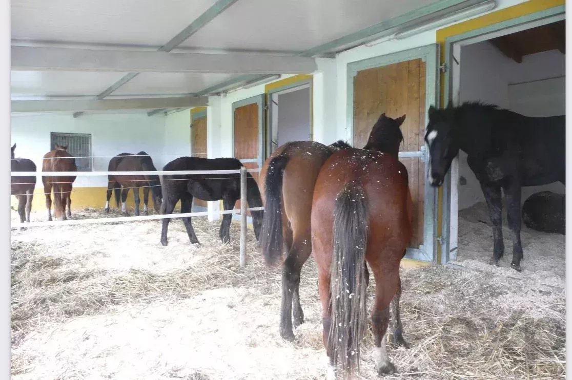 Exceptional Equestrian Estate – Odemira, South West Alentejo 86739800 image 13