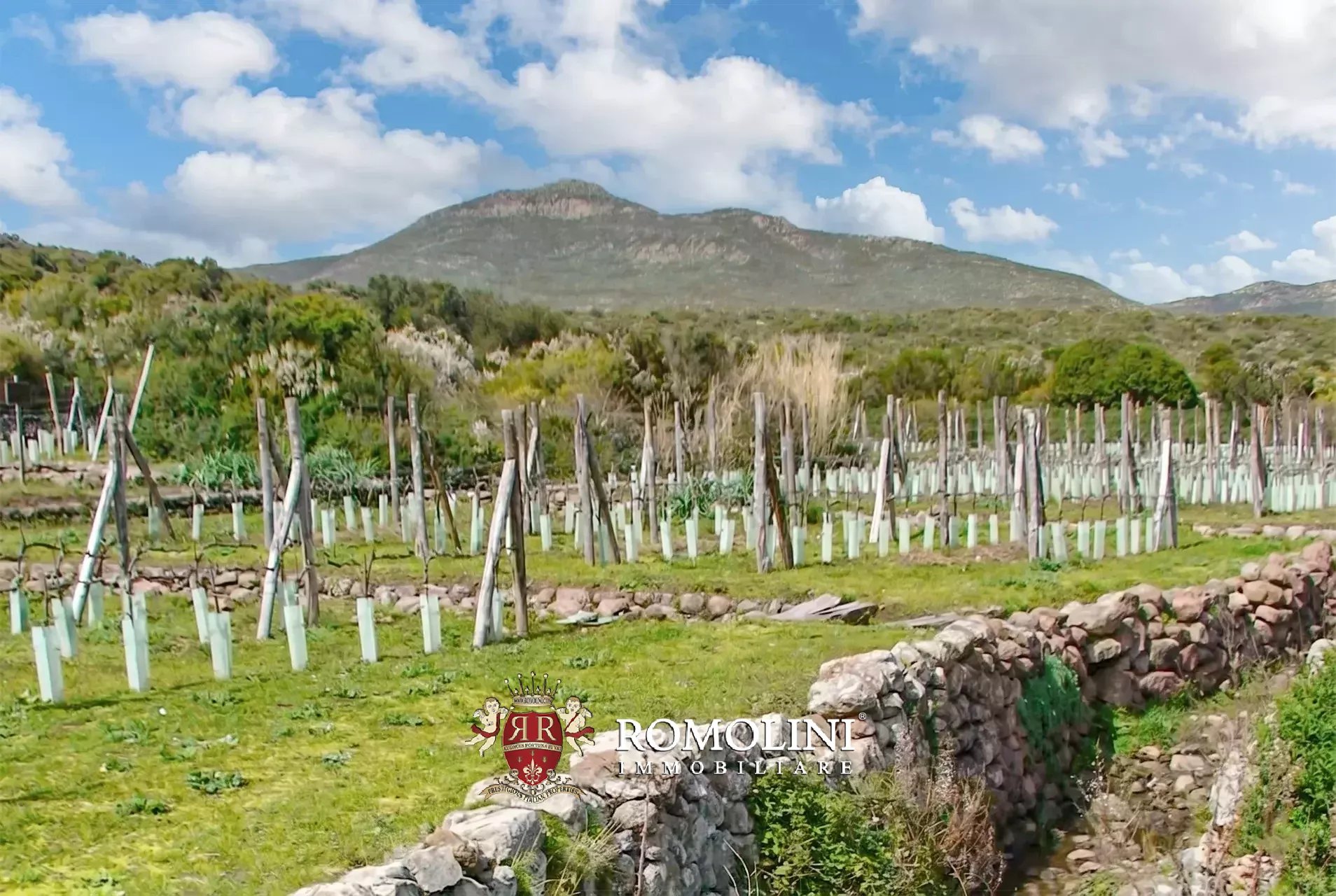 Vineyard's Image 7