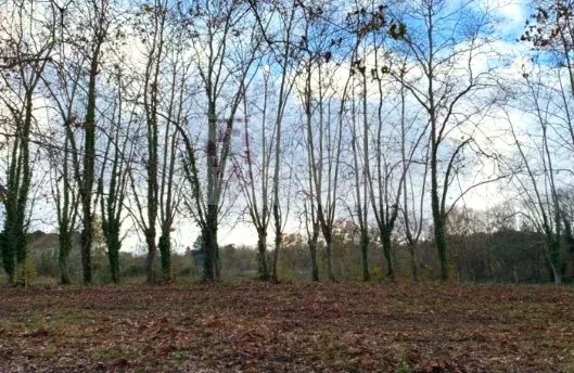 Agence immobilière de L'Immobilière des vignes