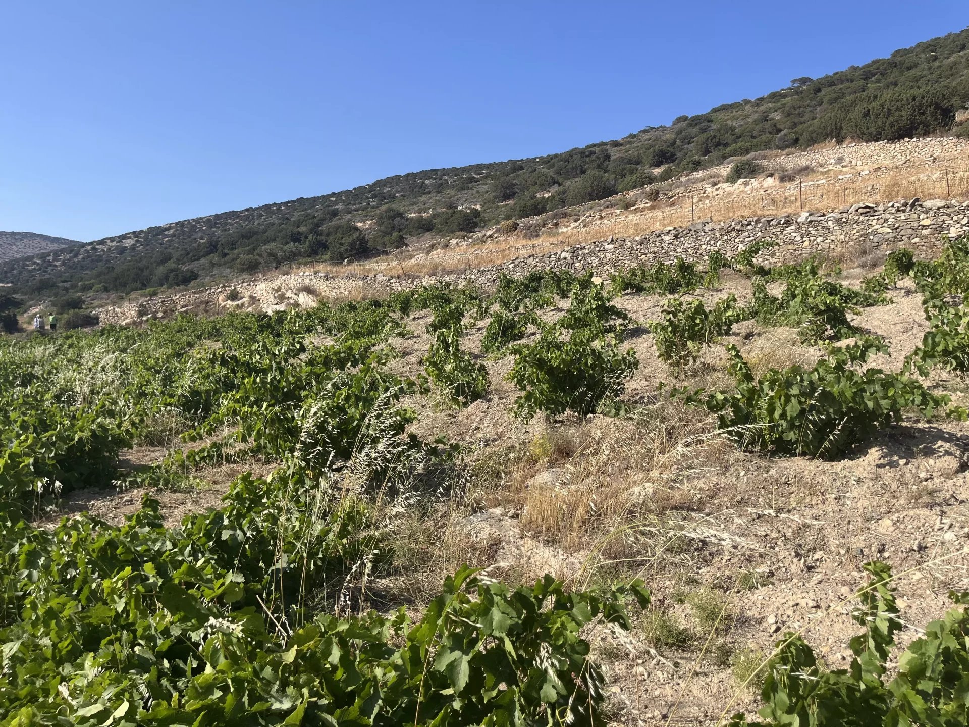 Image de la propriété 19