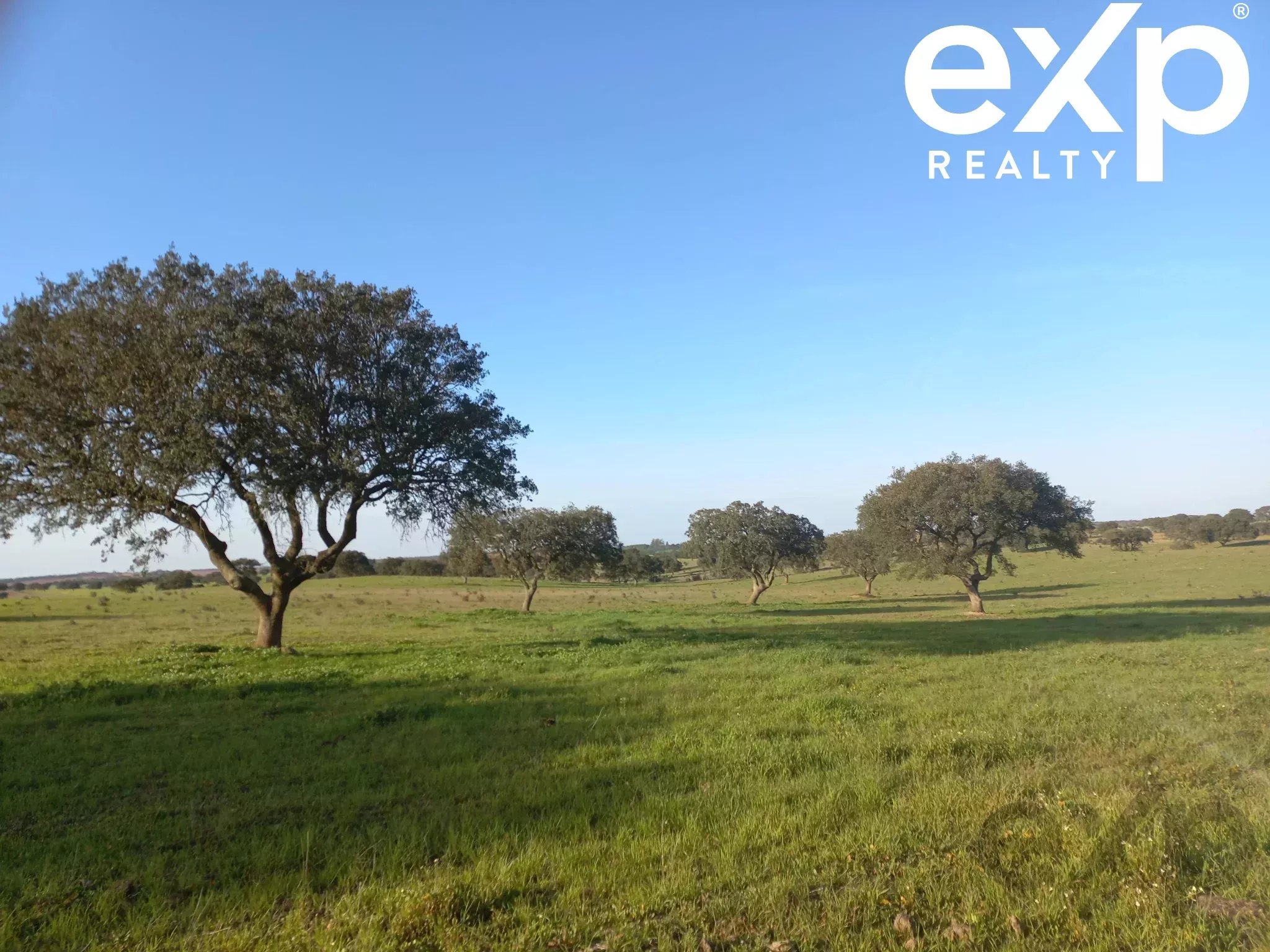 Herdade para Gado -Baixo Alentejo (Insurance for investors, funds and ICNF) 86742404 image 19