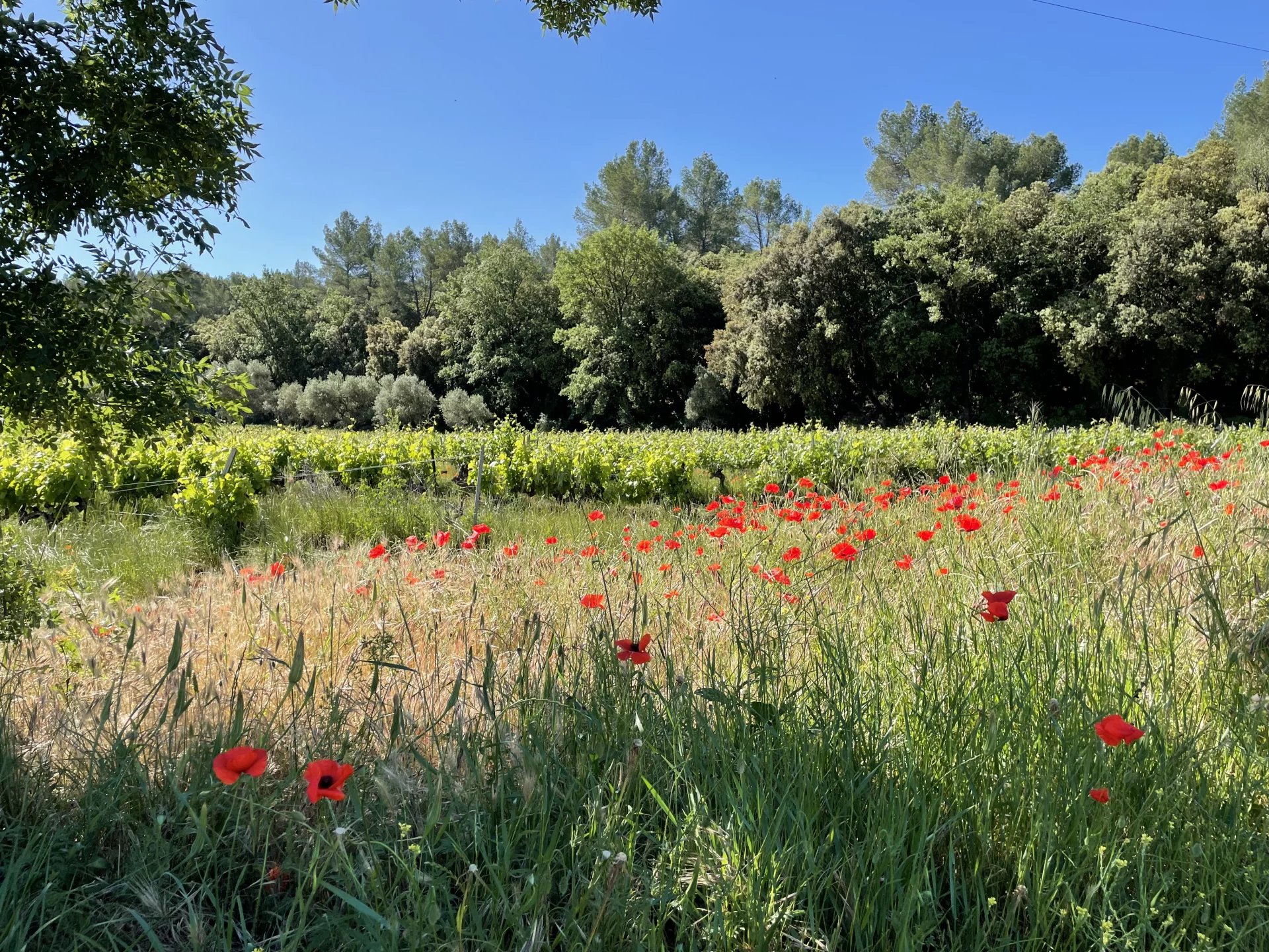 Sale Vineyard property Cotignac