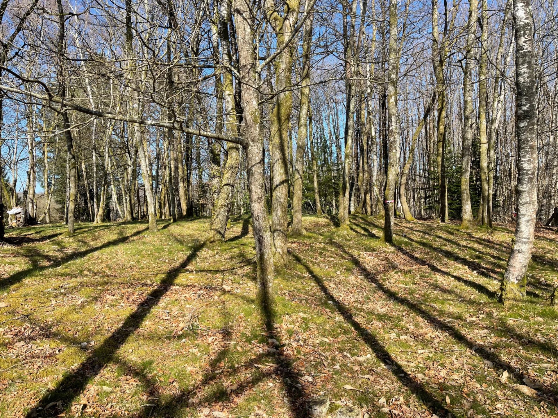 Vente Terrain Ambazac