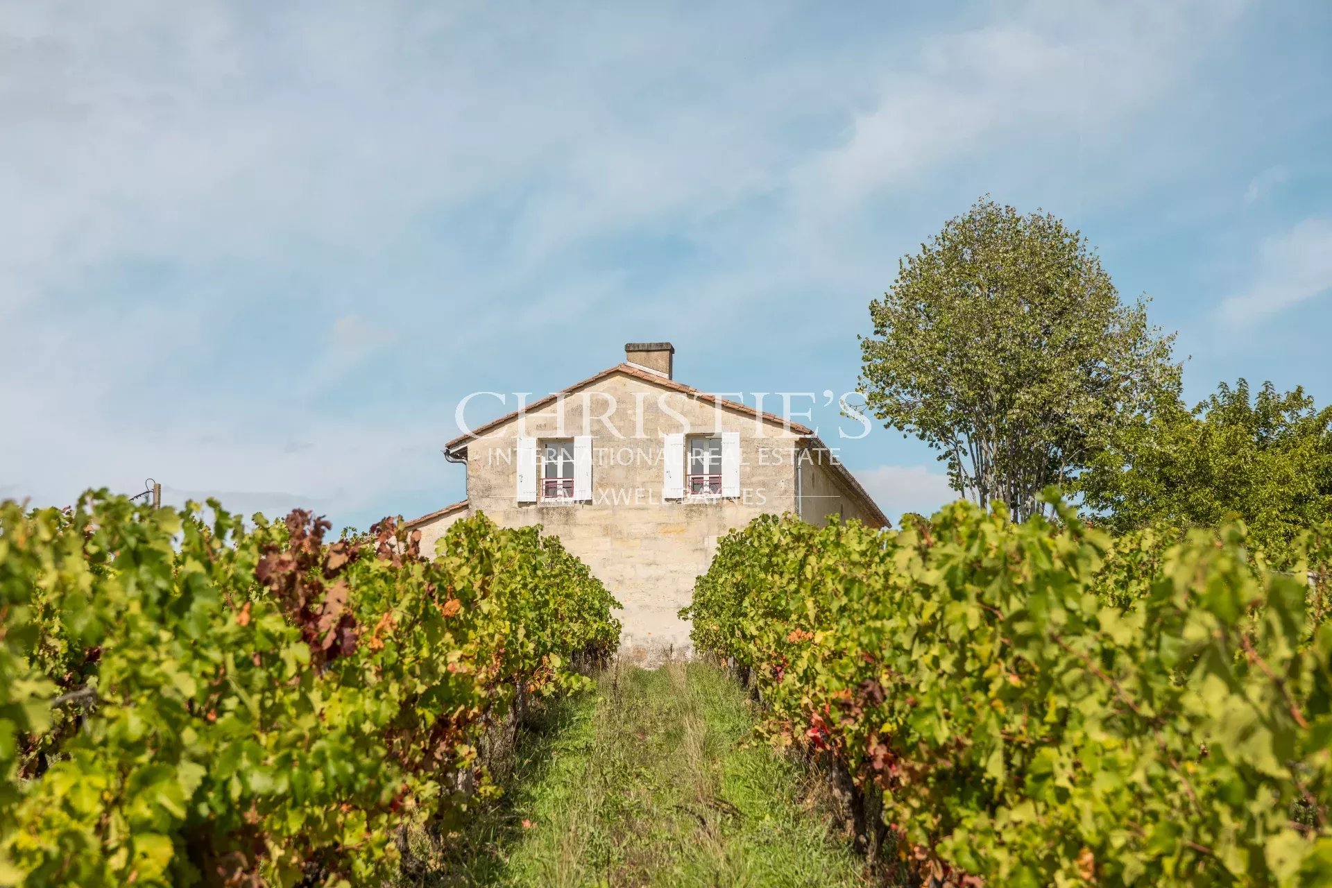 Vineyard's Image 17