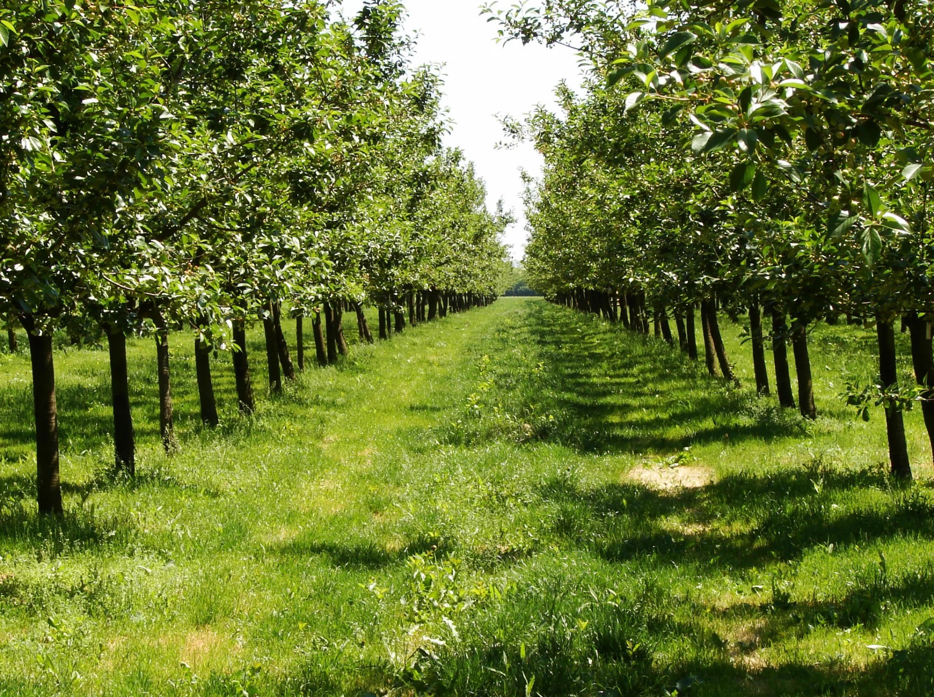 Verkauf Agricultural land Leifers