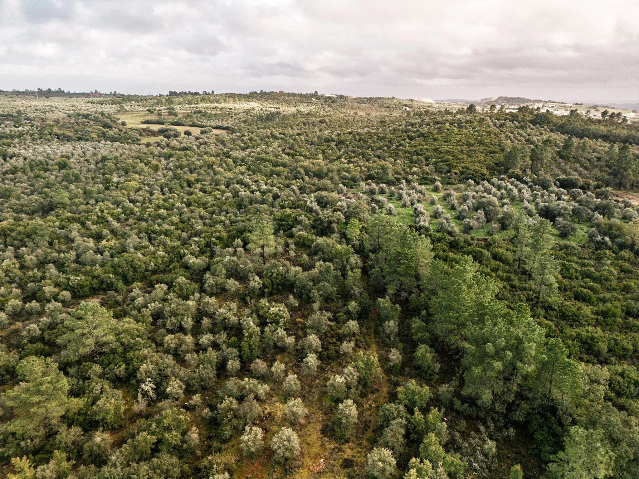 Where Africa meets Alentejo: 5.54ha approved for 200-bed eco resort, next to Europe's only elephant sanctuary 7150-099 image 6