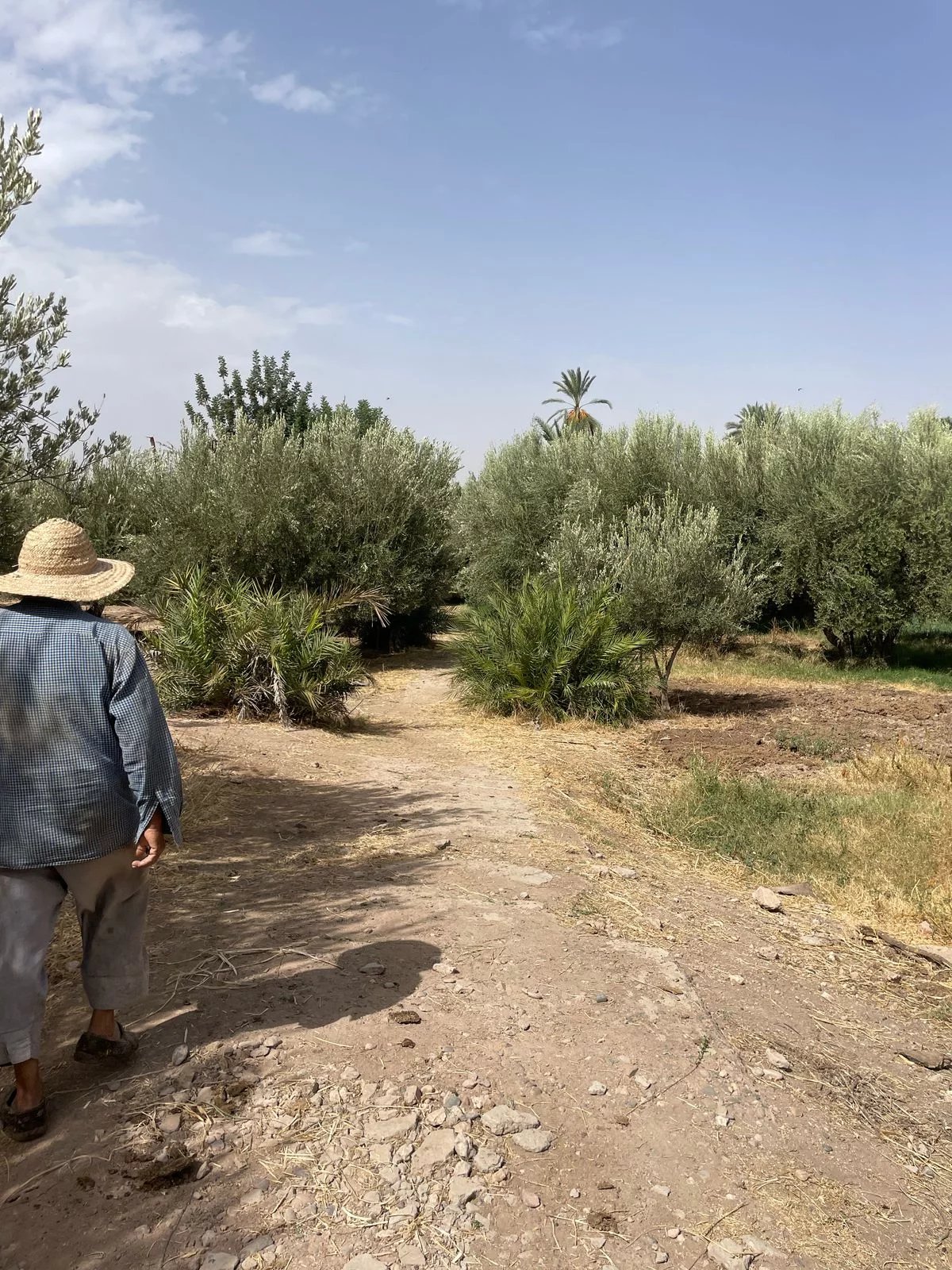 Terrain à vendre - circuit Palmeraie  Marrakech