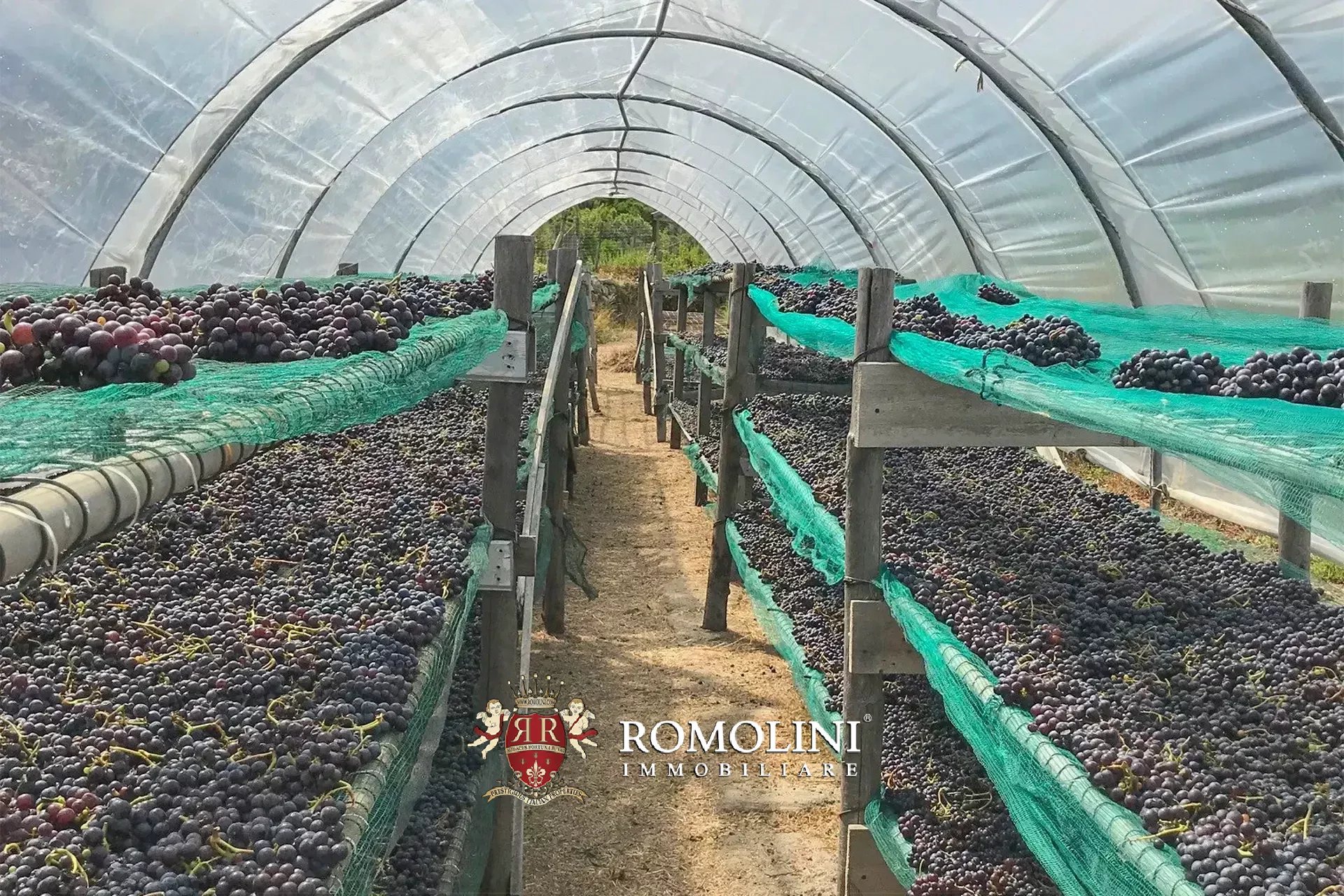 Vineyard's Image 36