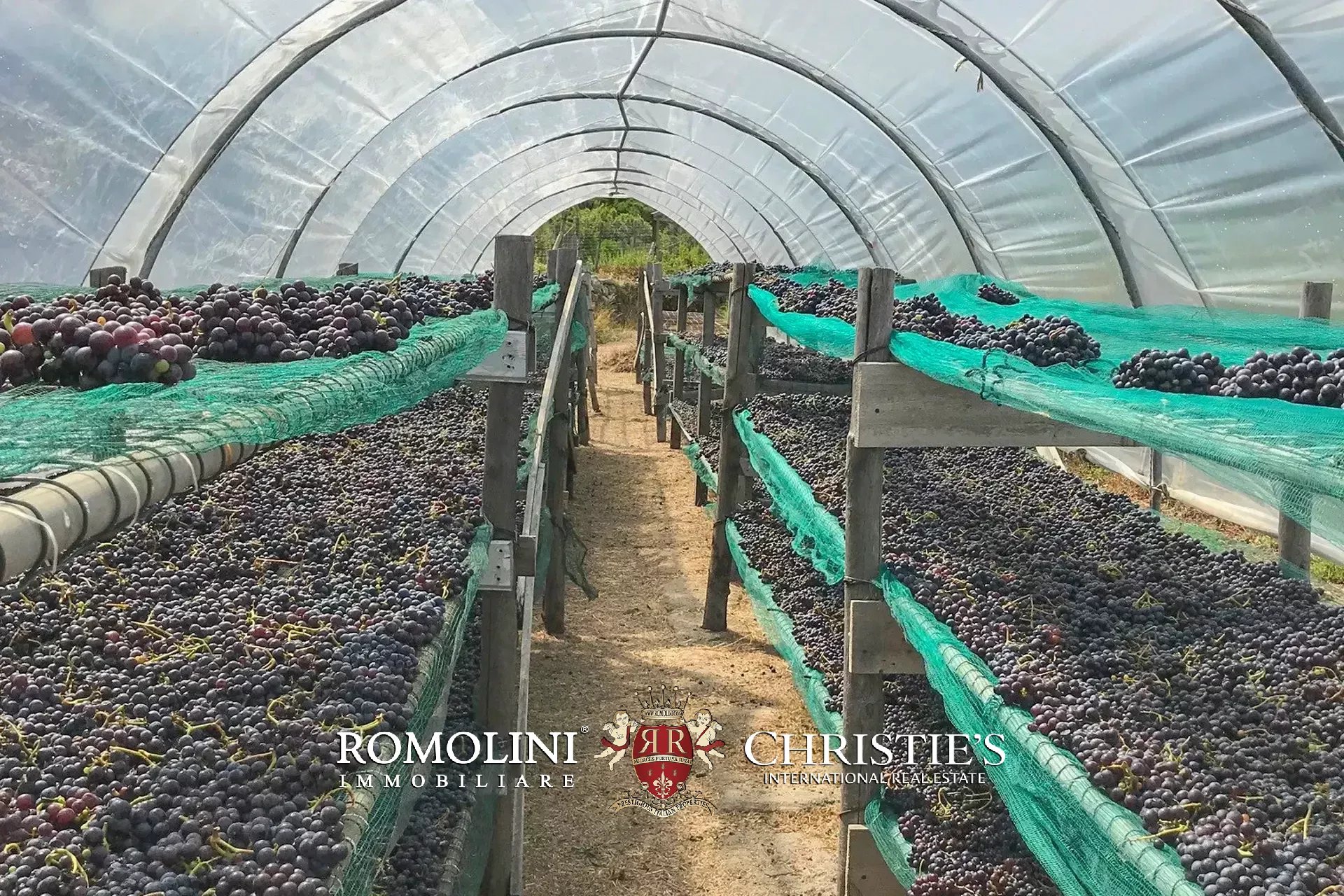 Vineyard's Image 36