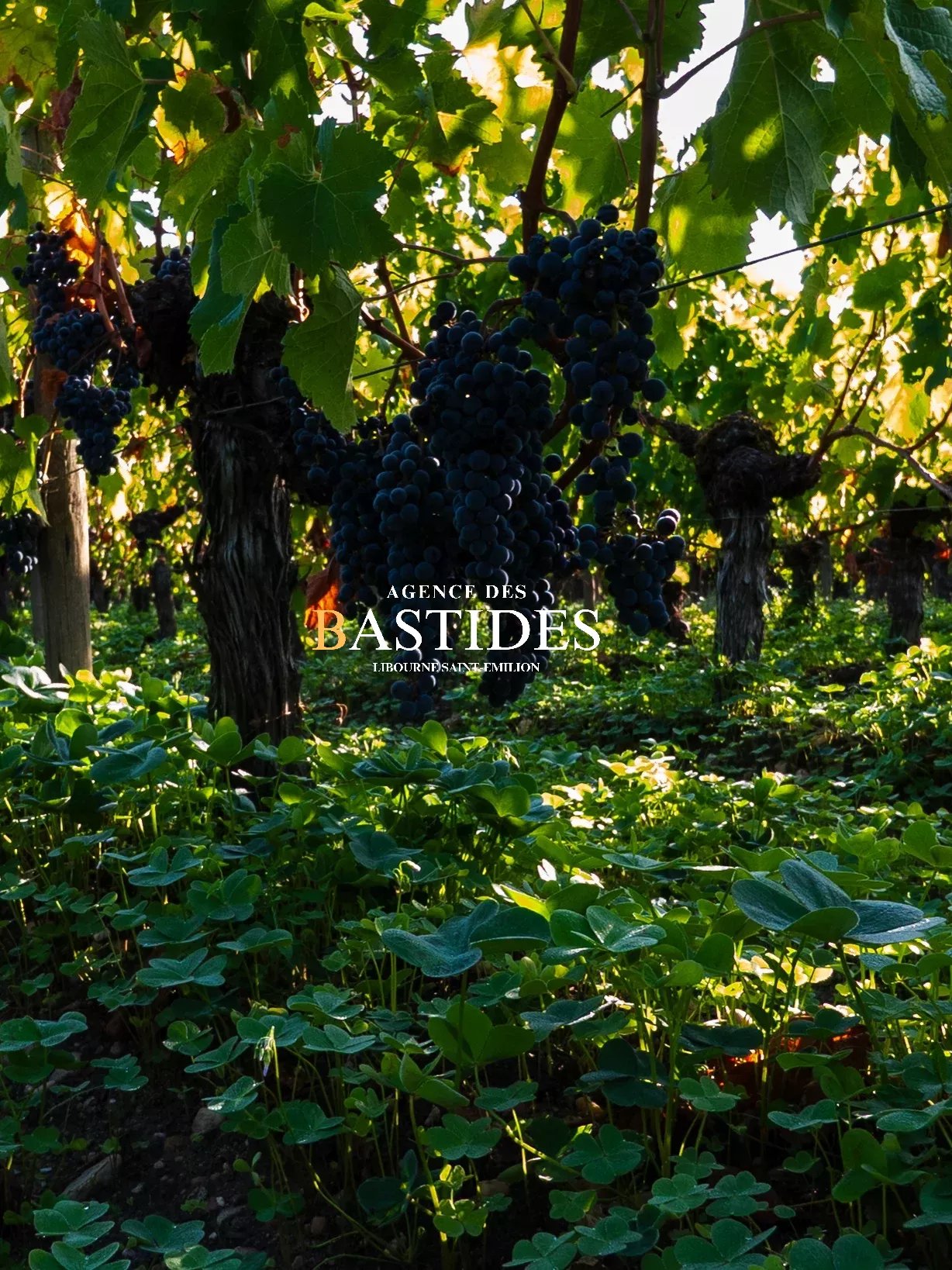 PROPRIETE VITICOLE POMEROL / VENTE CONFIDENTIELLE