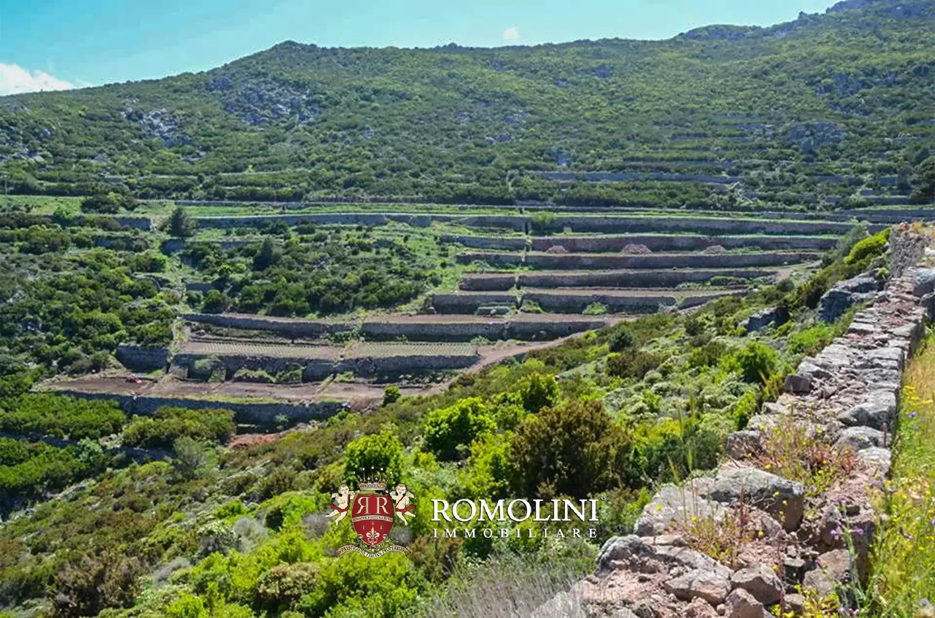 Vineyard's Image 9