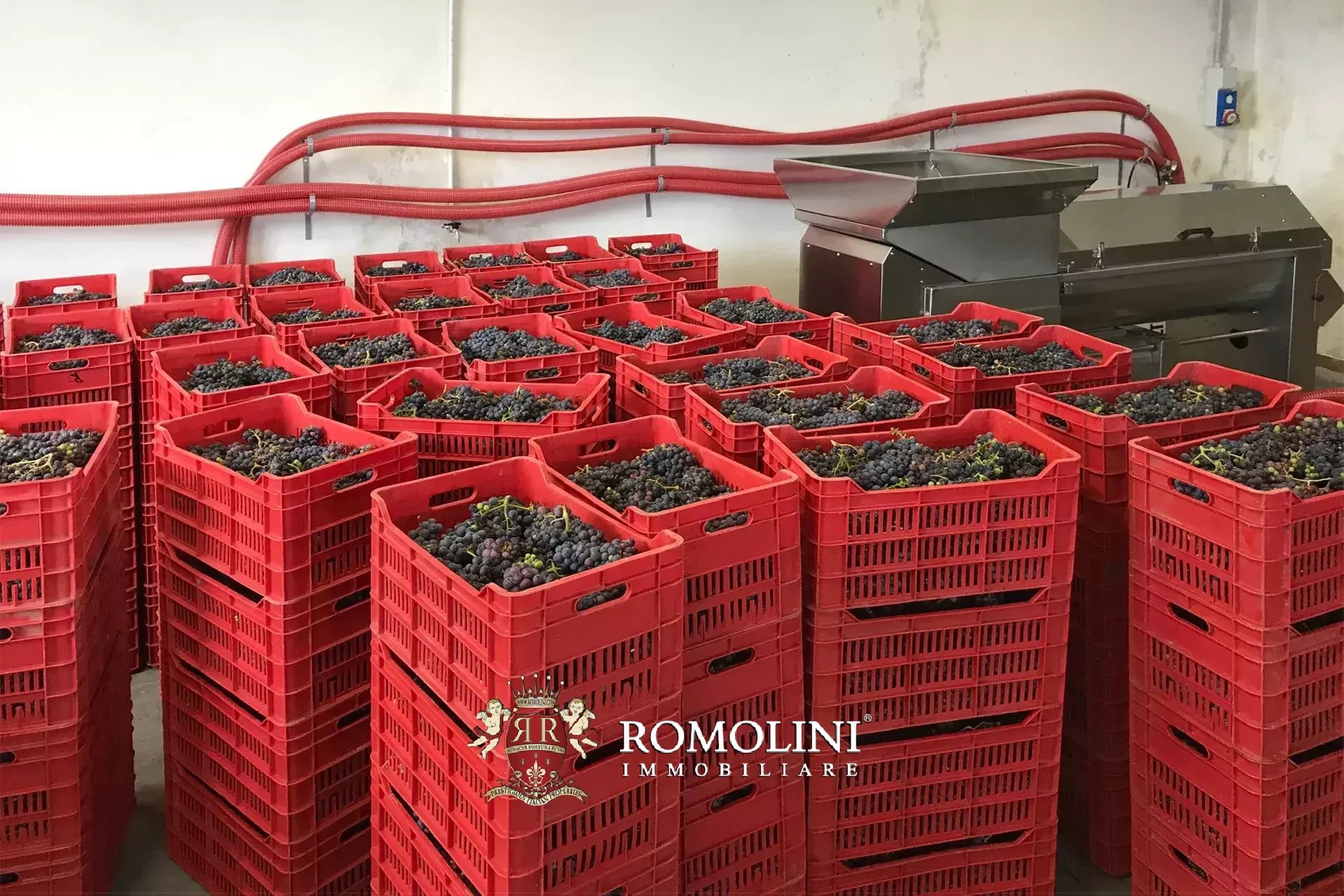 Vineyard's Image 29