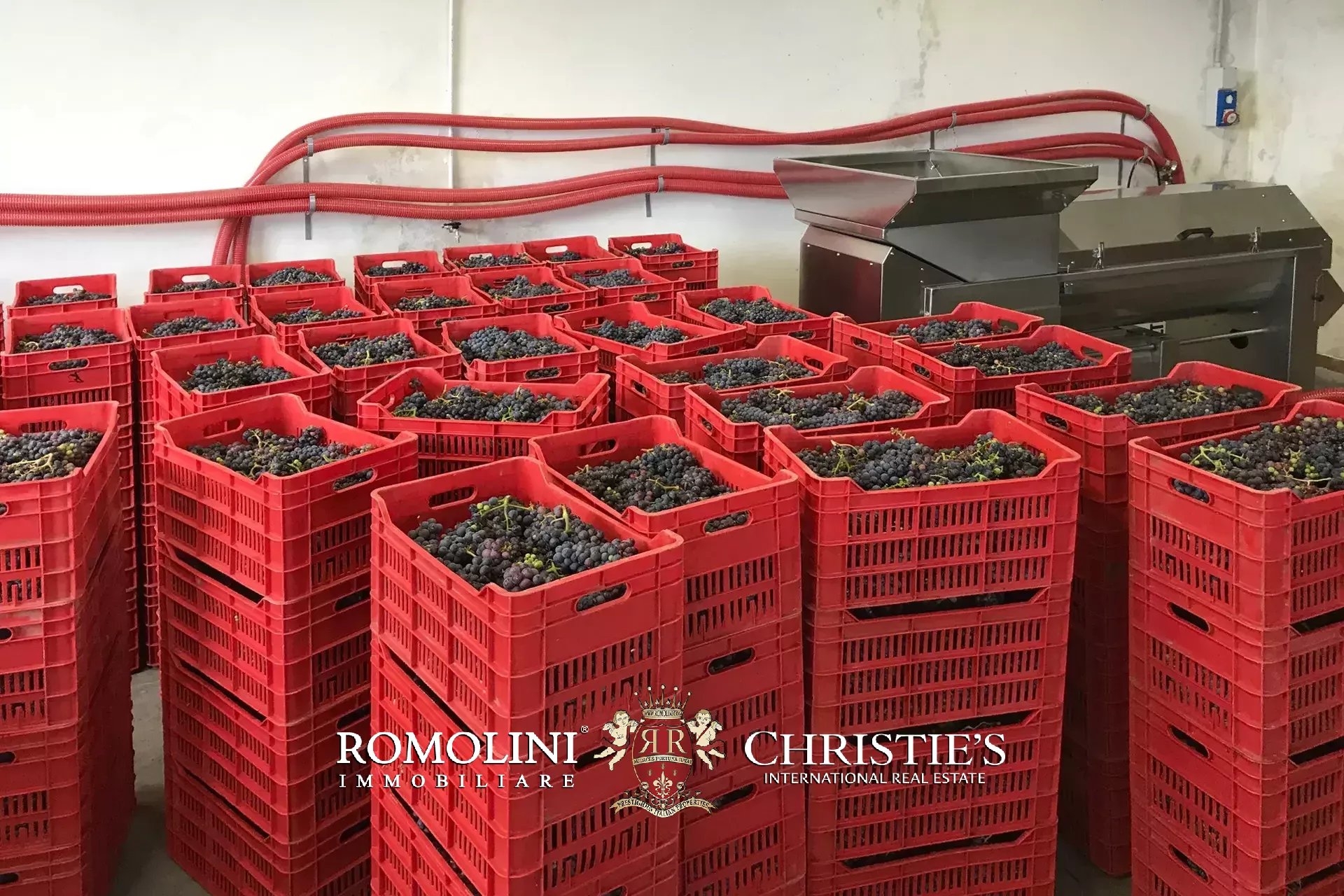 Vineyard's Image 29