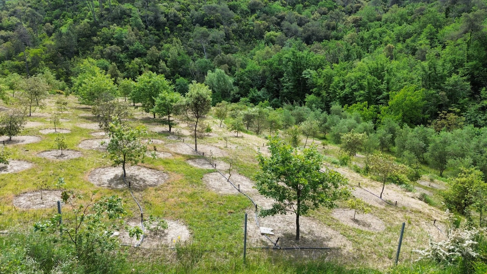 VENCE : TERRAIN AVEC CHENES TRUFFIERS - Photo 3