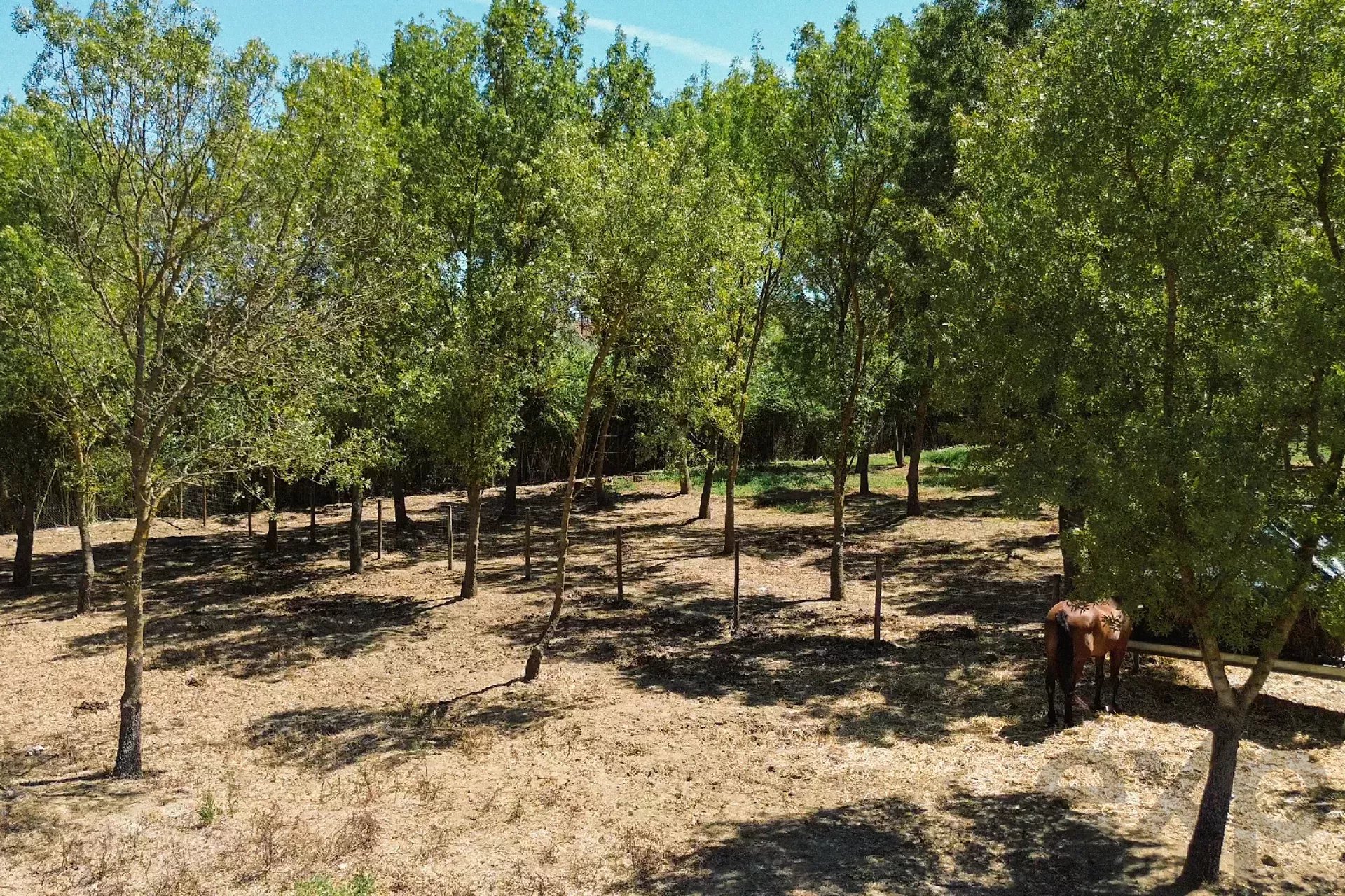 Luxury Equestrian Property + Guest House 85992157 image 15