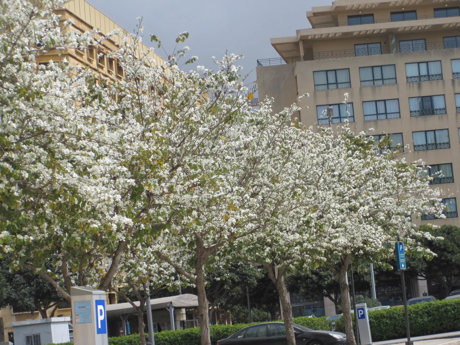 Rental Office Beirut