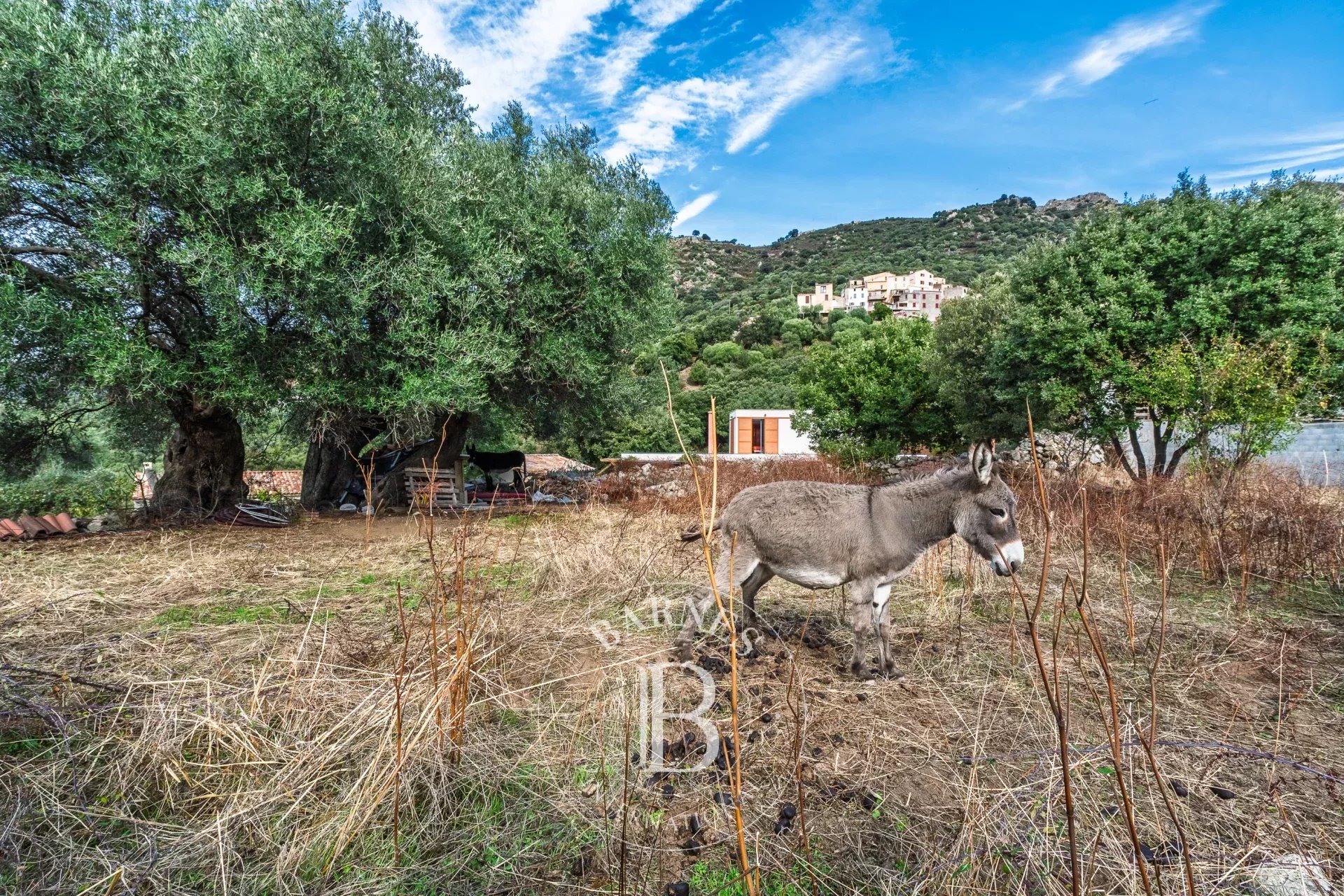 Villa Calvi - picture 18