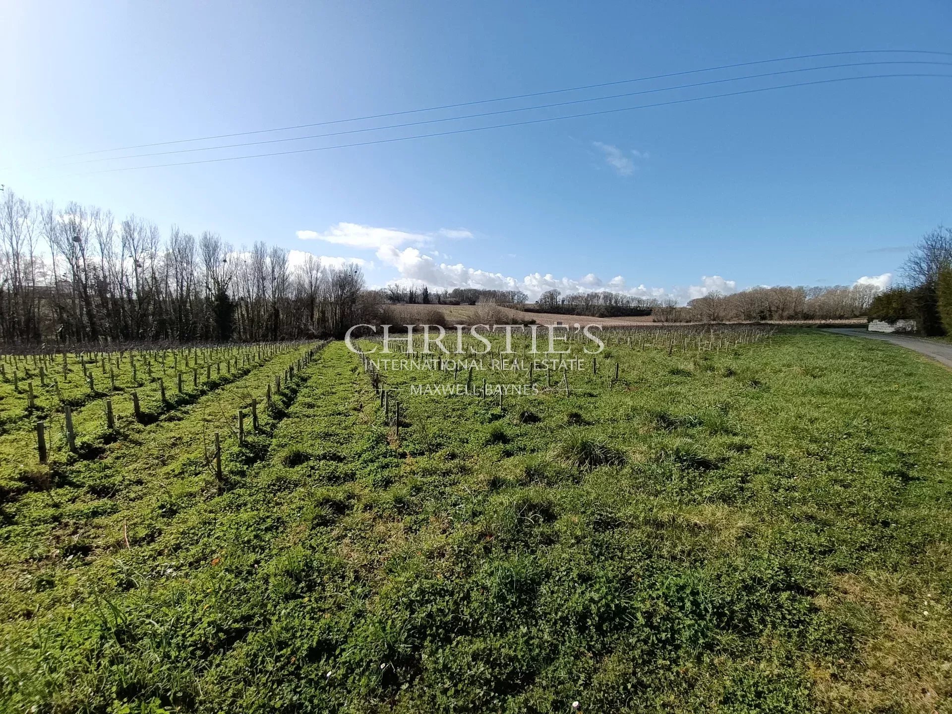 Vineyard's Image 12