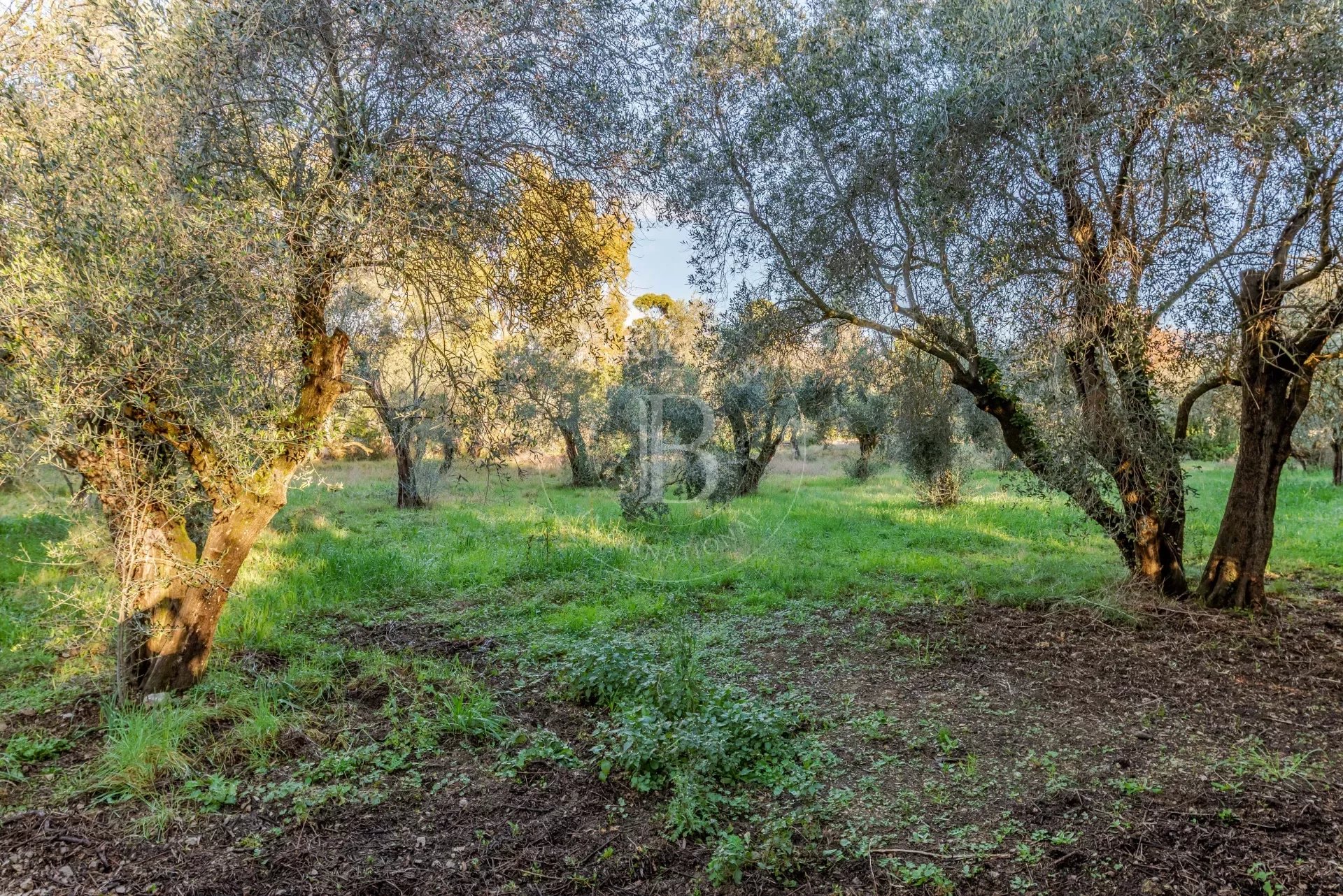 Arazi Valbonne - picture 4